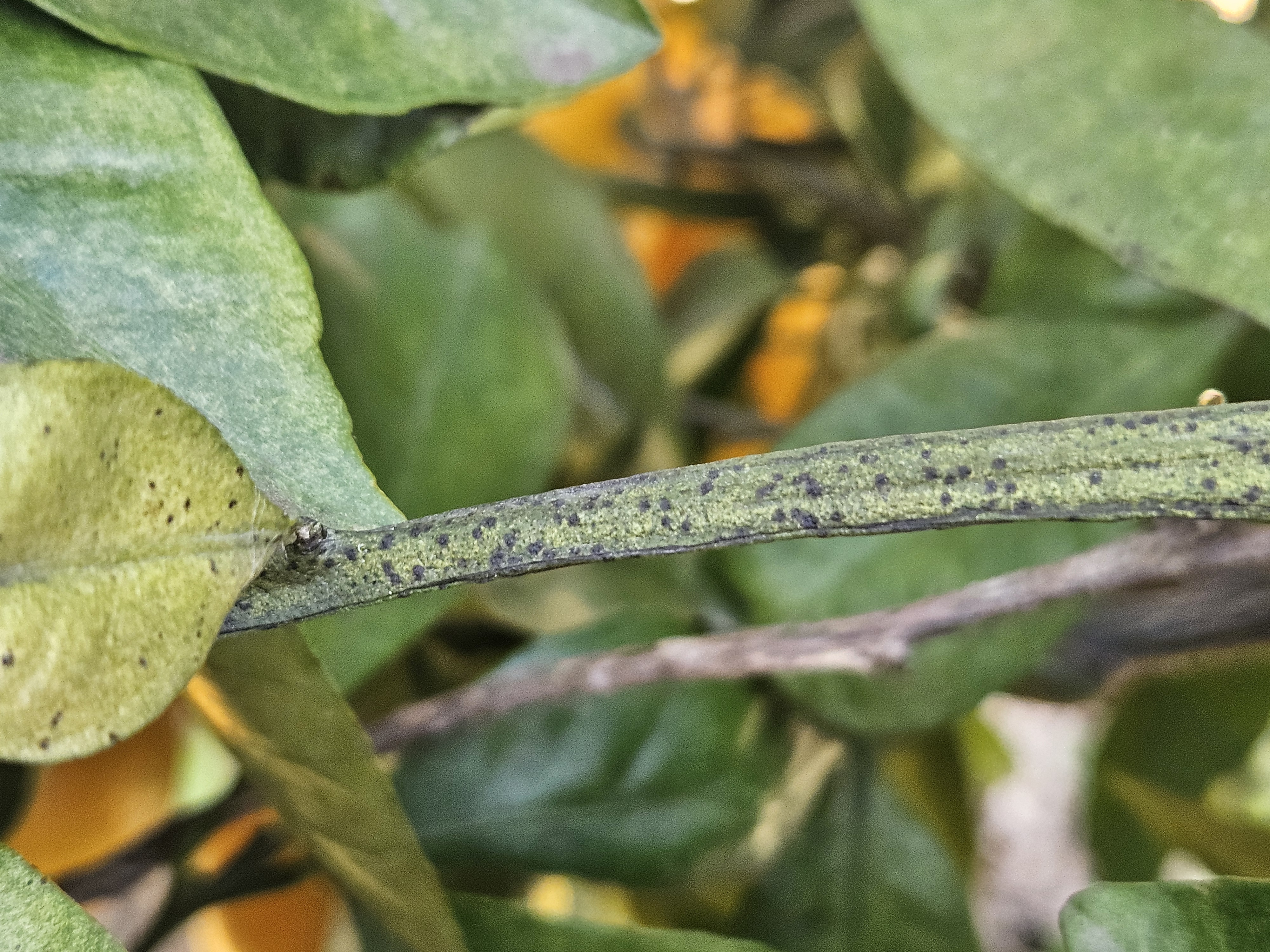 노지 감귤 병충해 문의드립니다.