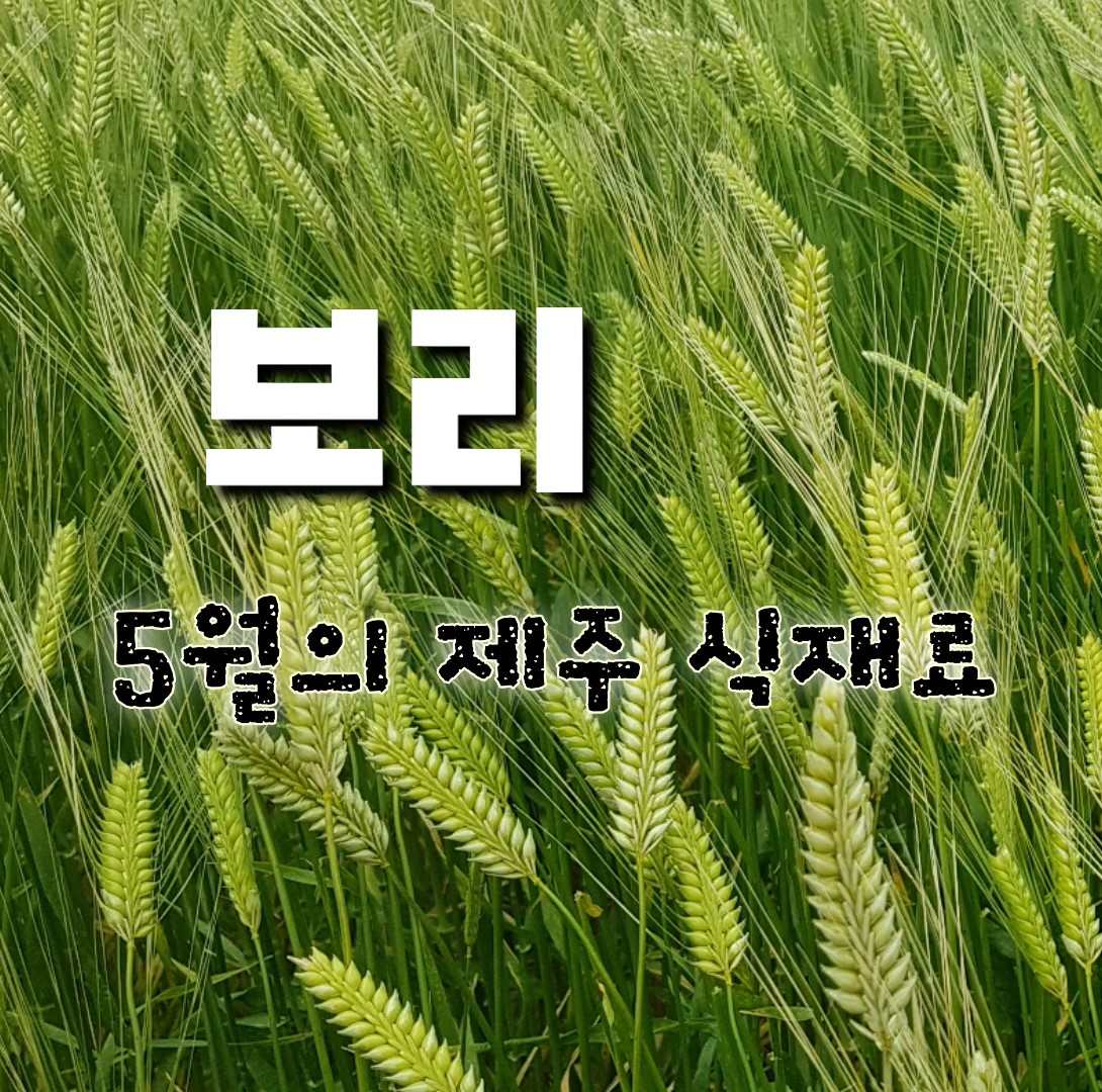 5월의 식재료 《보리》