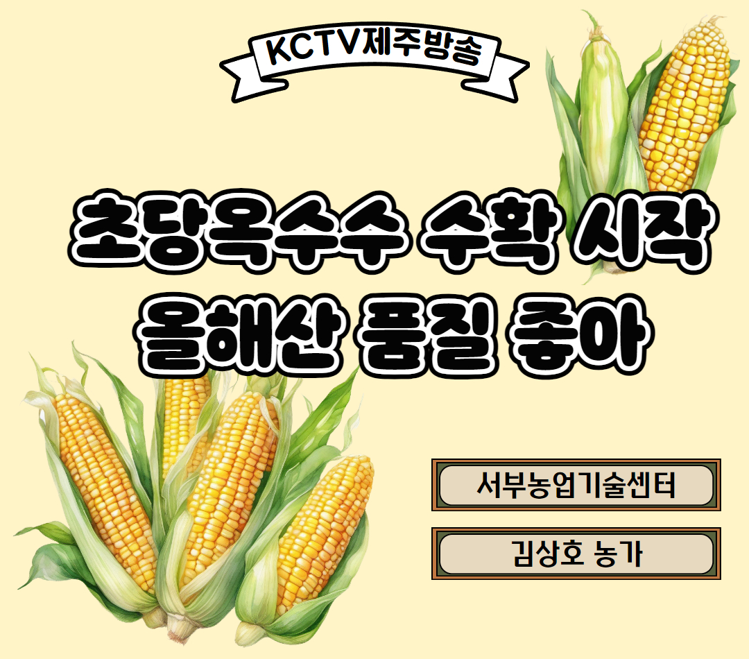 초당옥수수 수확 시작…올해산 품질 좋아