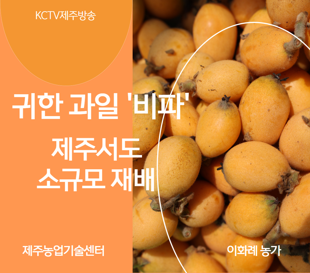 귀한 과일 '비파'…제주서도 소규모 재배