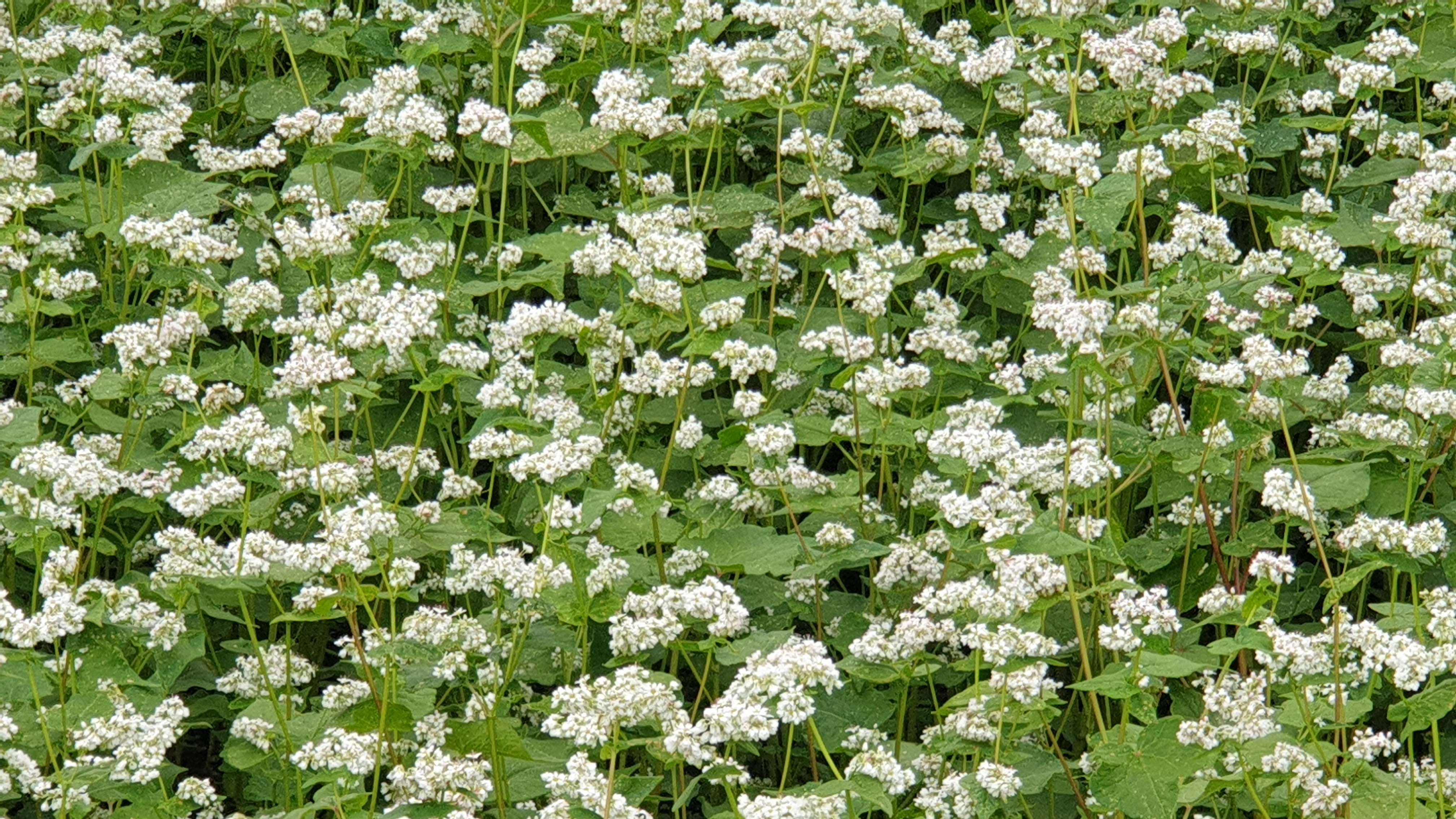 전국 메밀 85% 나는 제주, 국산 메밀 알릴 체험 프로그램 개발 나선다