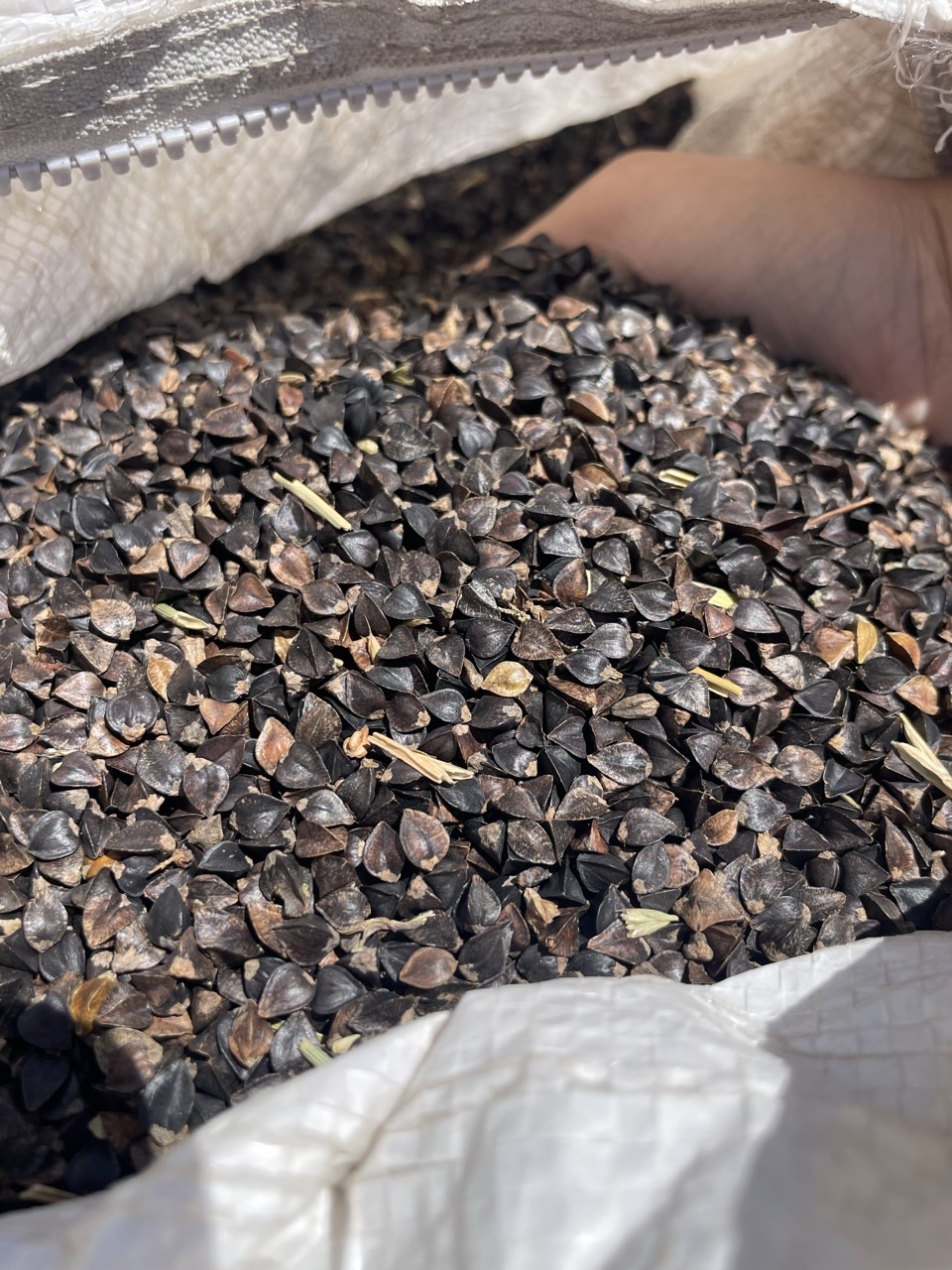 ‘양절’ 메밀 채종단지 참여 단체 모집