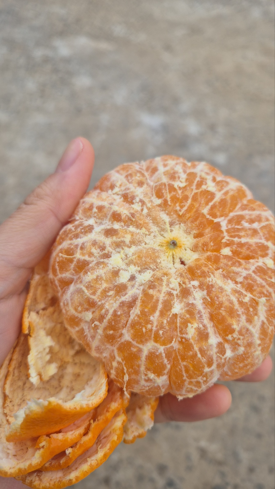 안녕하세요. 천혜향 재배 관리 문의드립니다.