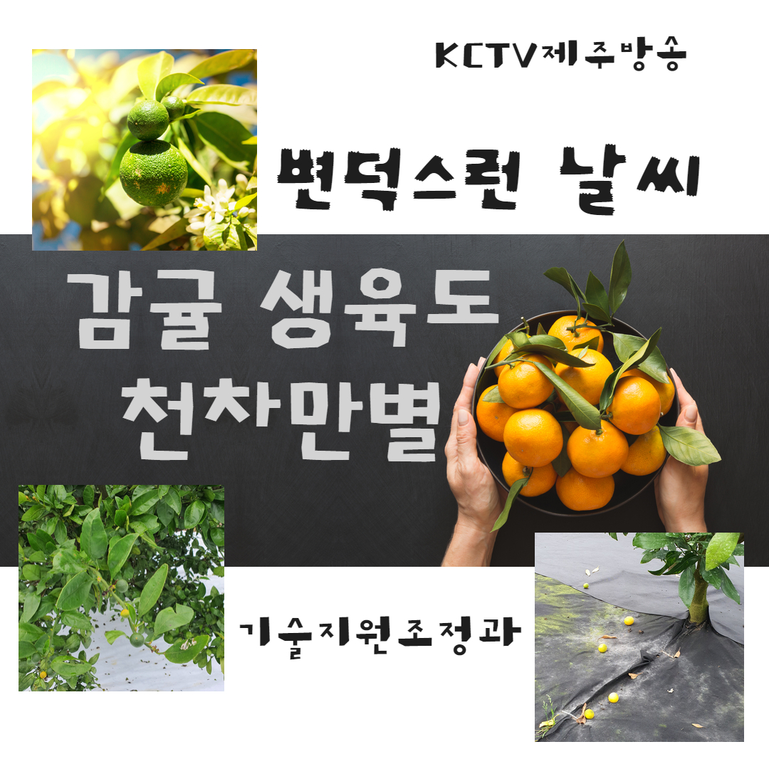변덕스런 날씨…감귤 생육도 천차만별