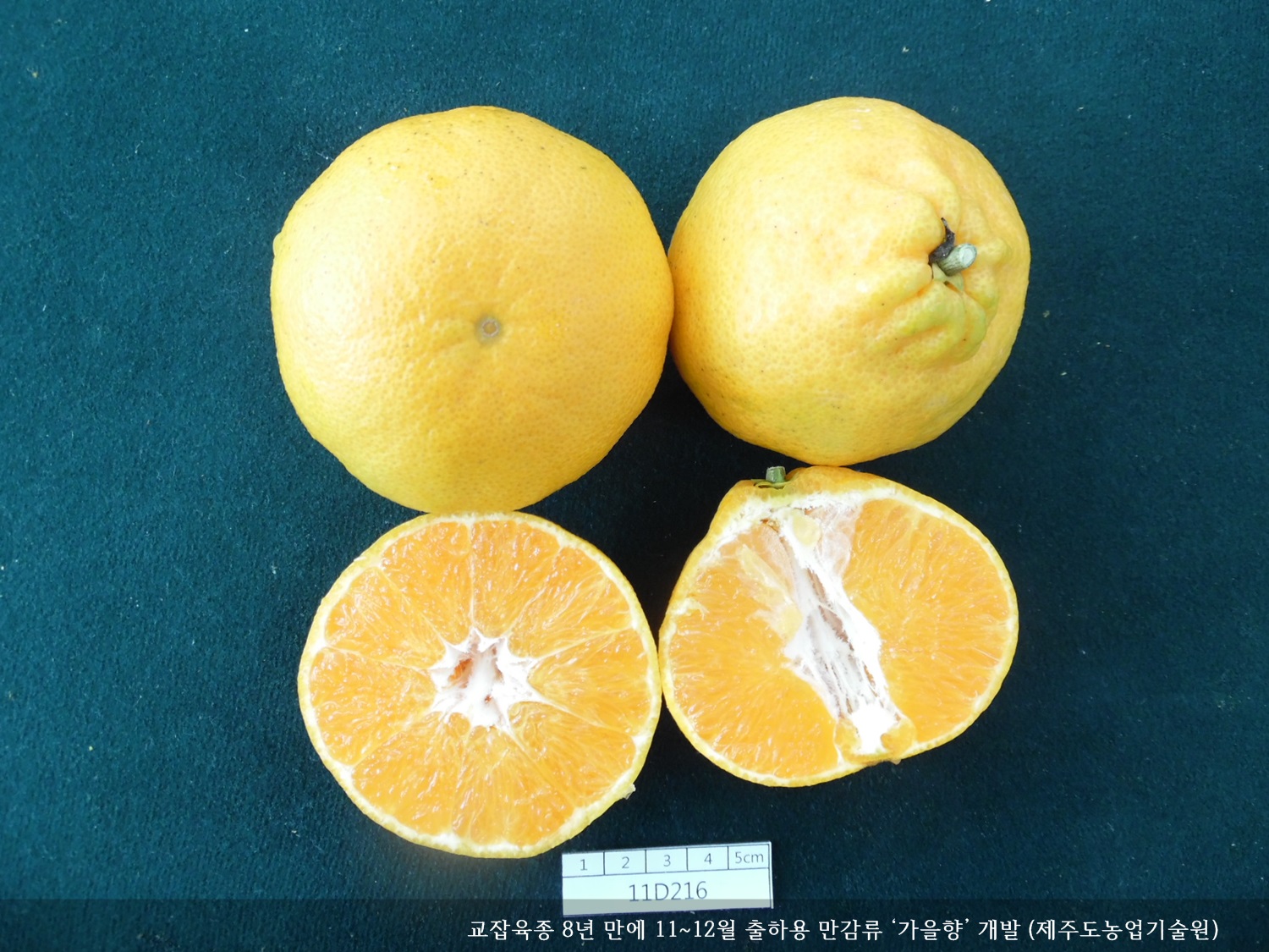 [보도자료] 교잡육종 8년 만에 11~12월 출하용 만감류 ‘가을향’ 개발