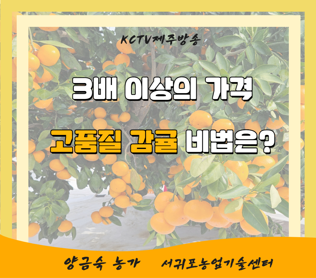 3배 이상의 가격…고품질 감귤 비법은?