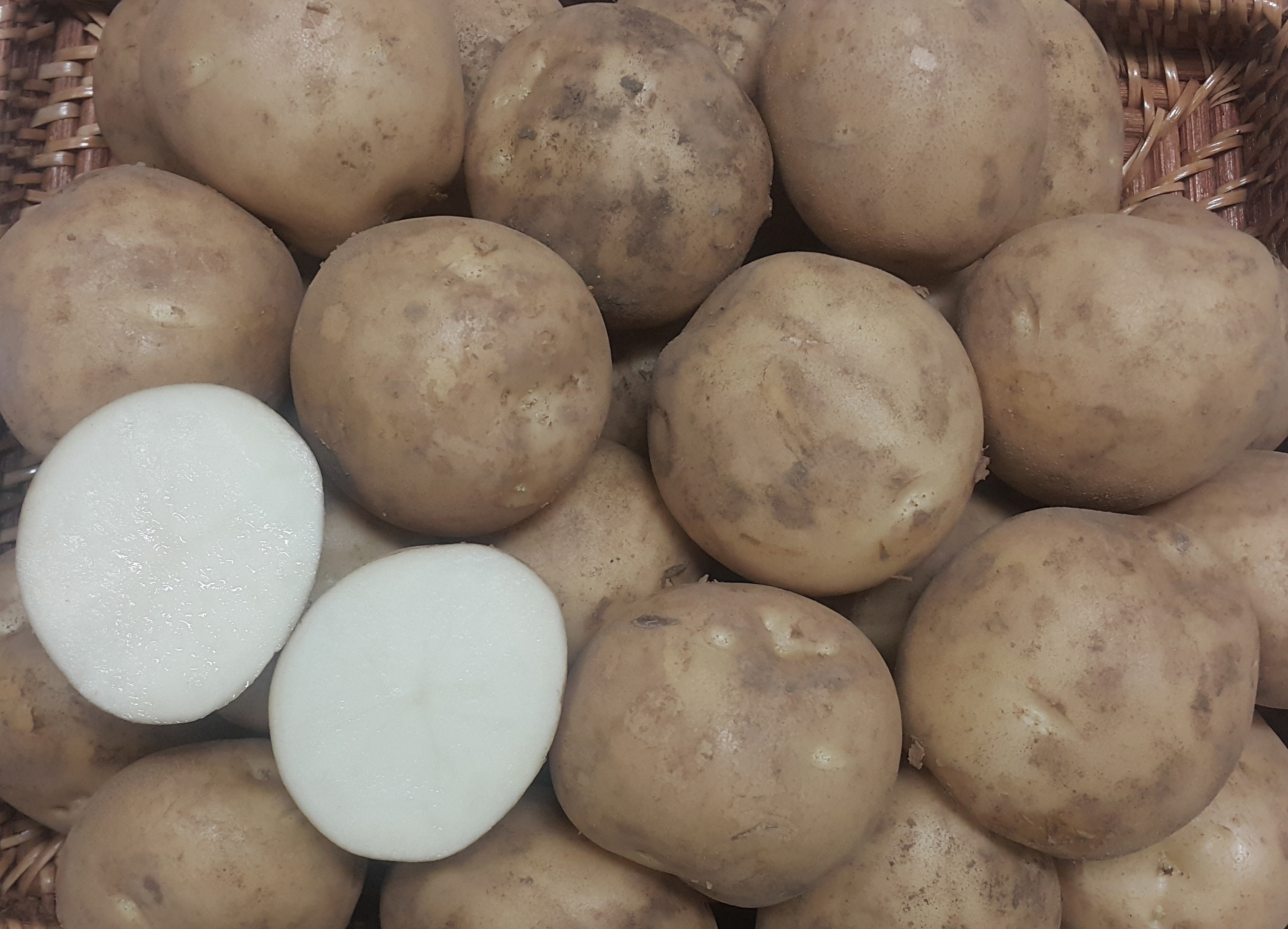 제주 육성 신품종 감자 ‘탐나’ 공급 확대