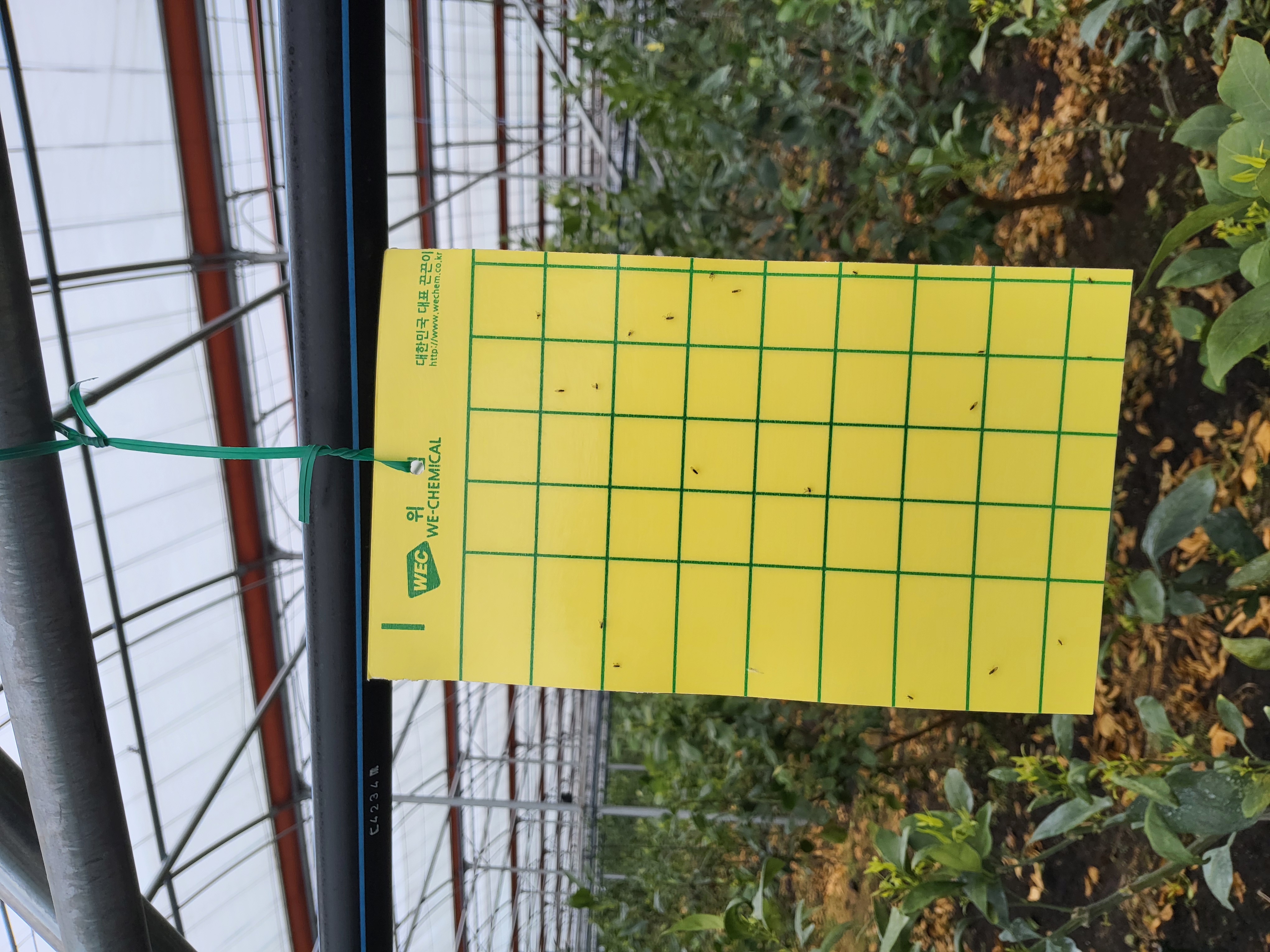 레드향 하우스 파리류