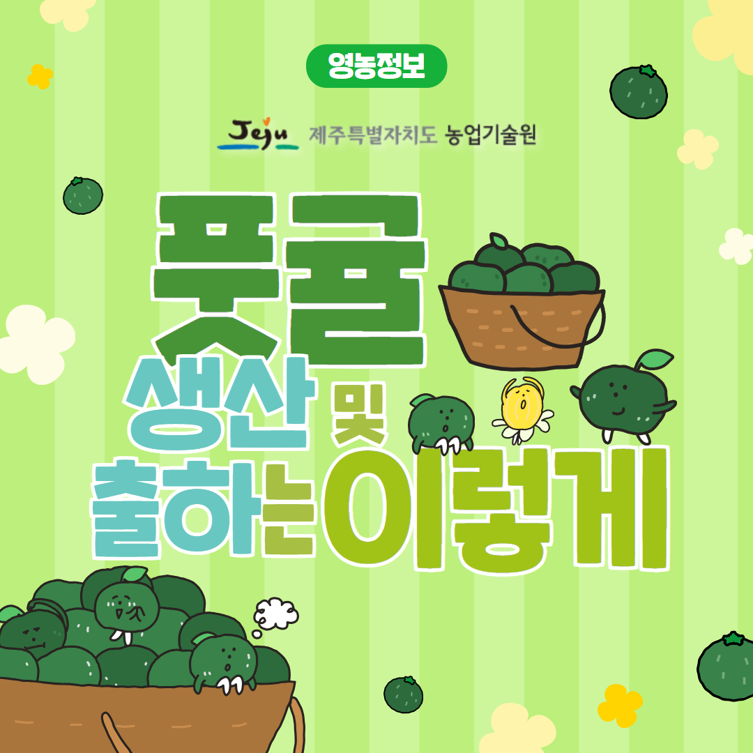 풋귤 생산 및 출하 (1).jpg