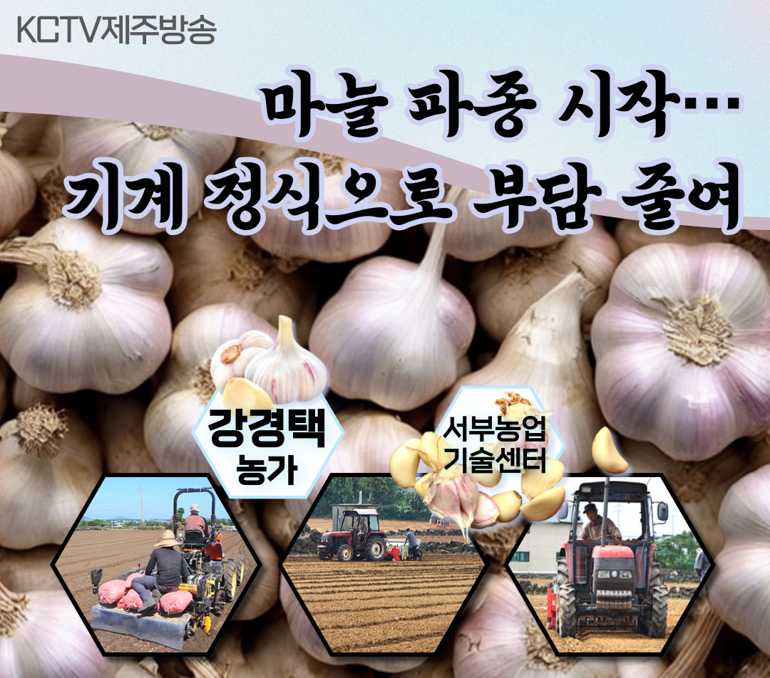 마늘 파종 시작…기계 정식으로 부담 줄여