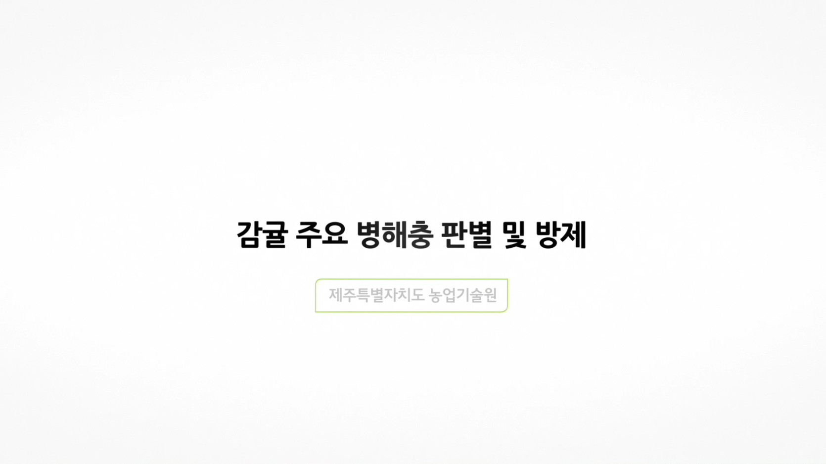 감귤 주요 10대 병해충 판별 및 방제 