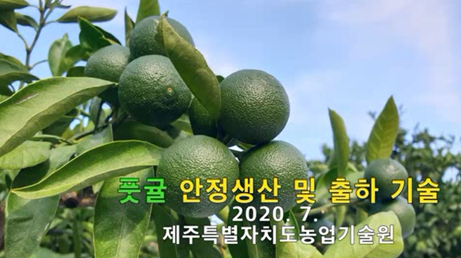2020풋귤안정생산 및 출하기준