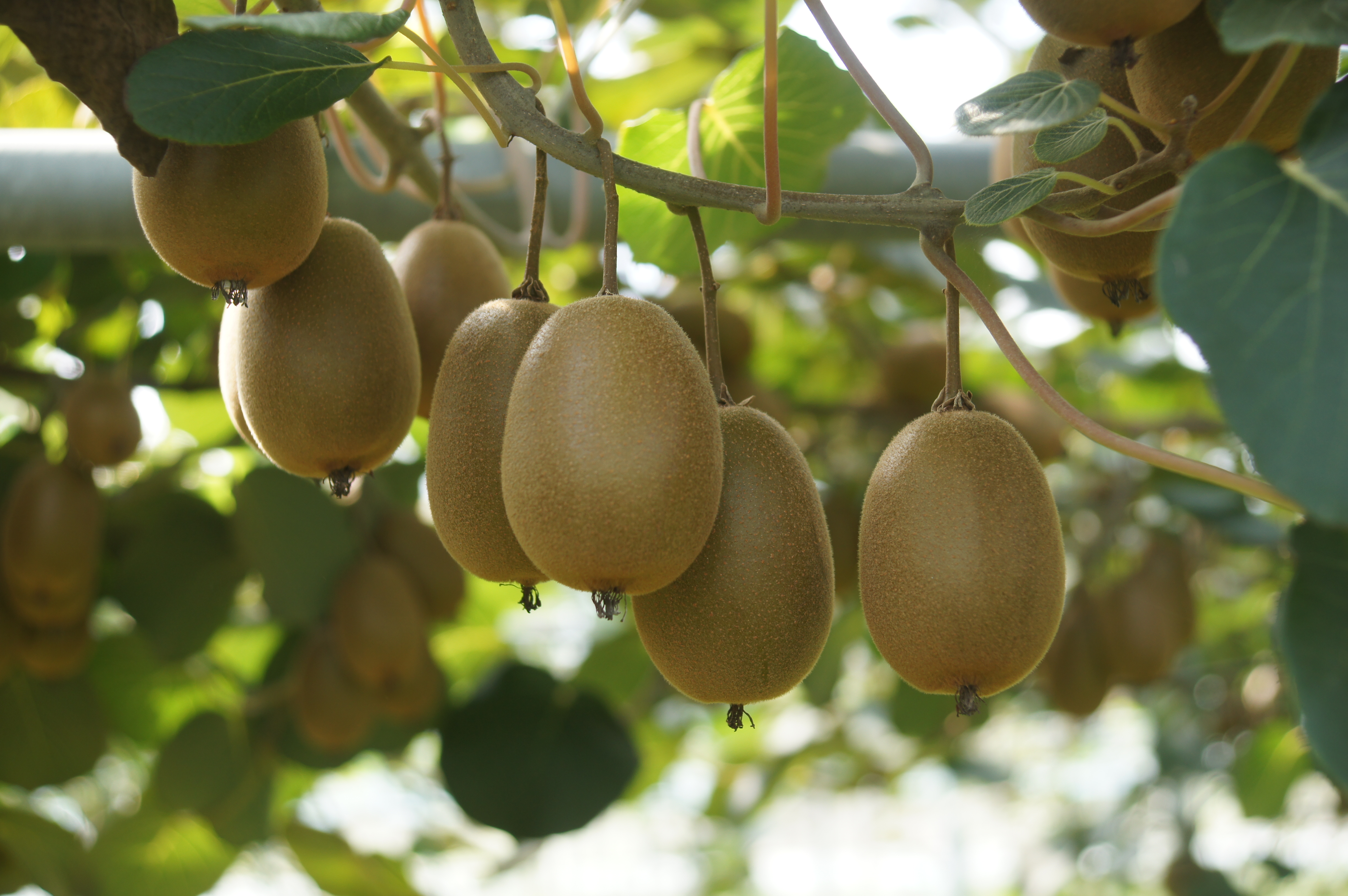 260317_수시_농업기술원_지역특화 키위 신선농산물 수출단지 조성