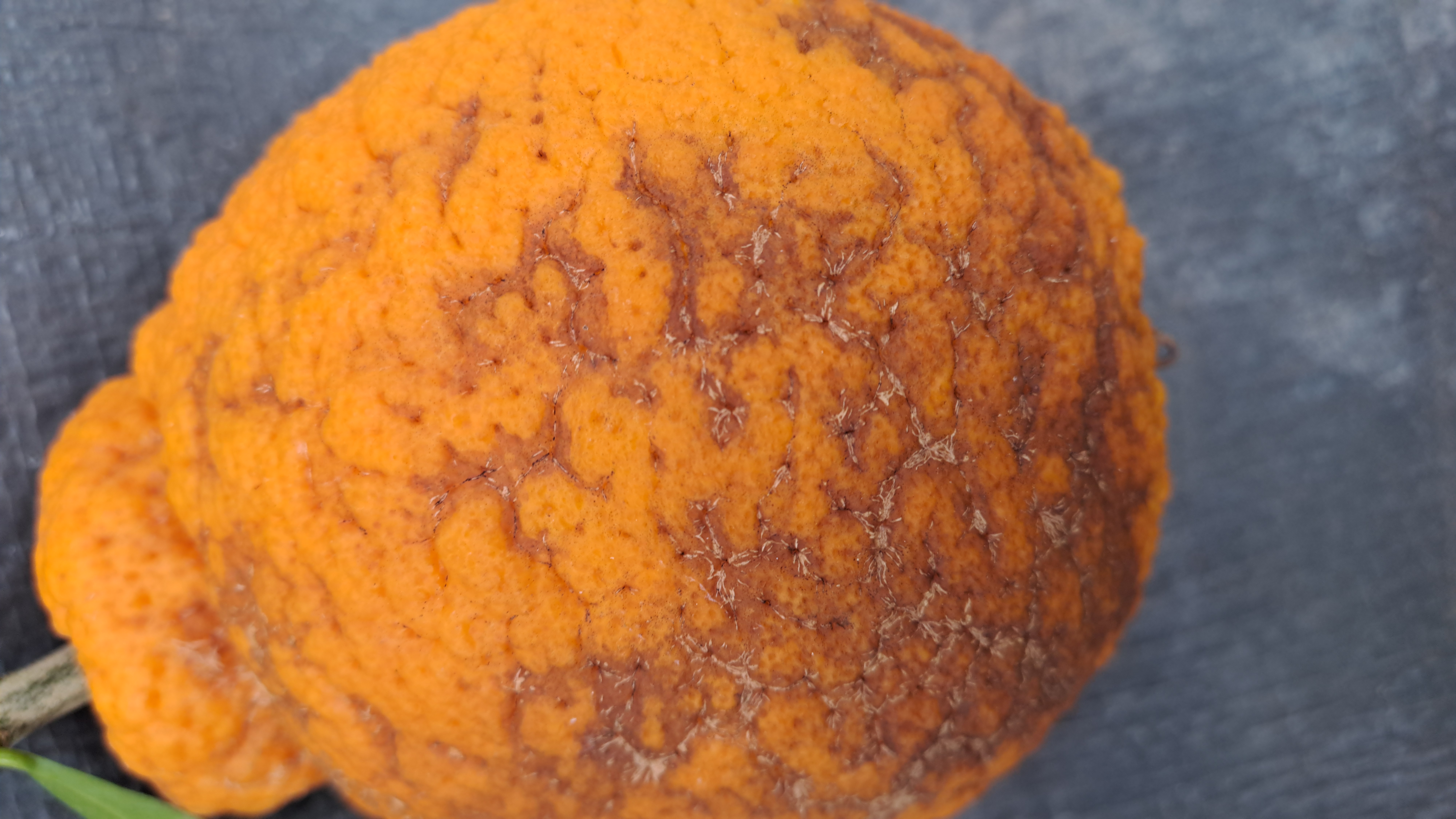 한라봉 과실피해