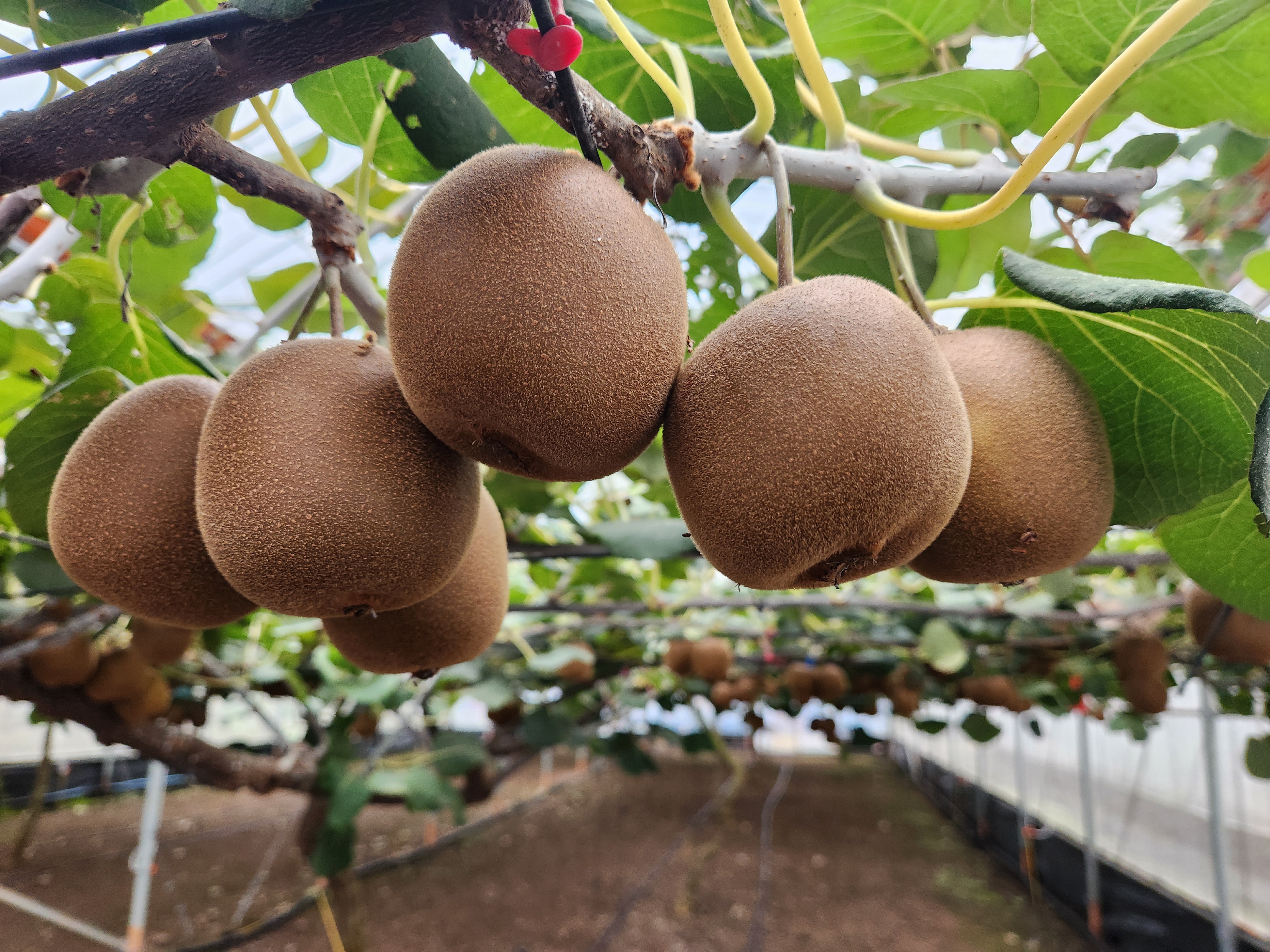 지역특화작목 연구개발사업, 2단계로 확대 추진