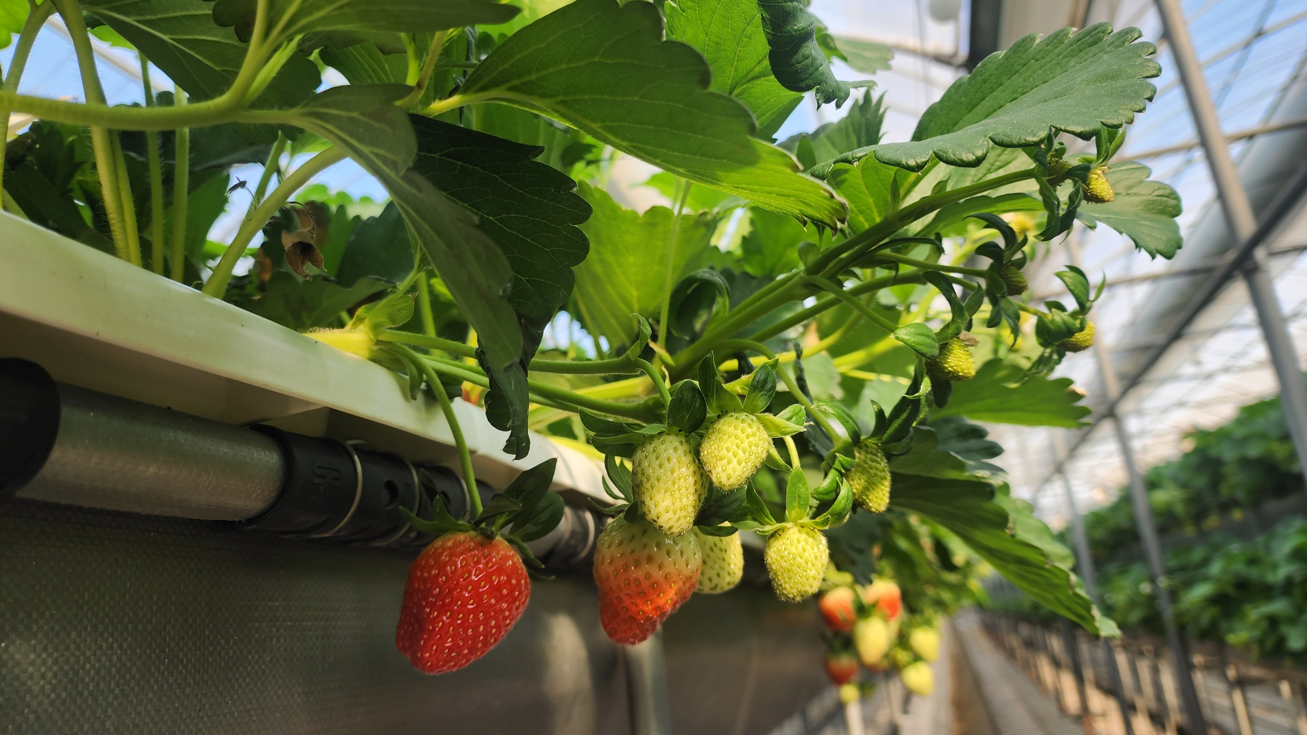 도내 자체 생산 우량 어미묘 공급…철저한 육묘관리 당부