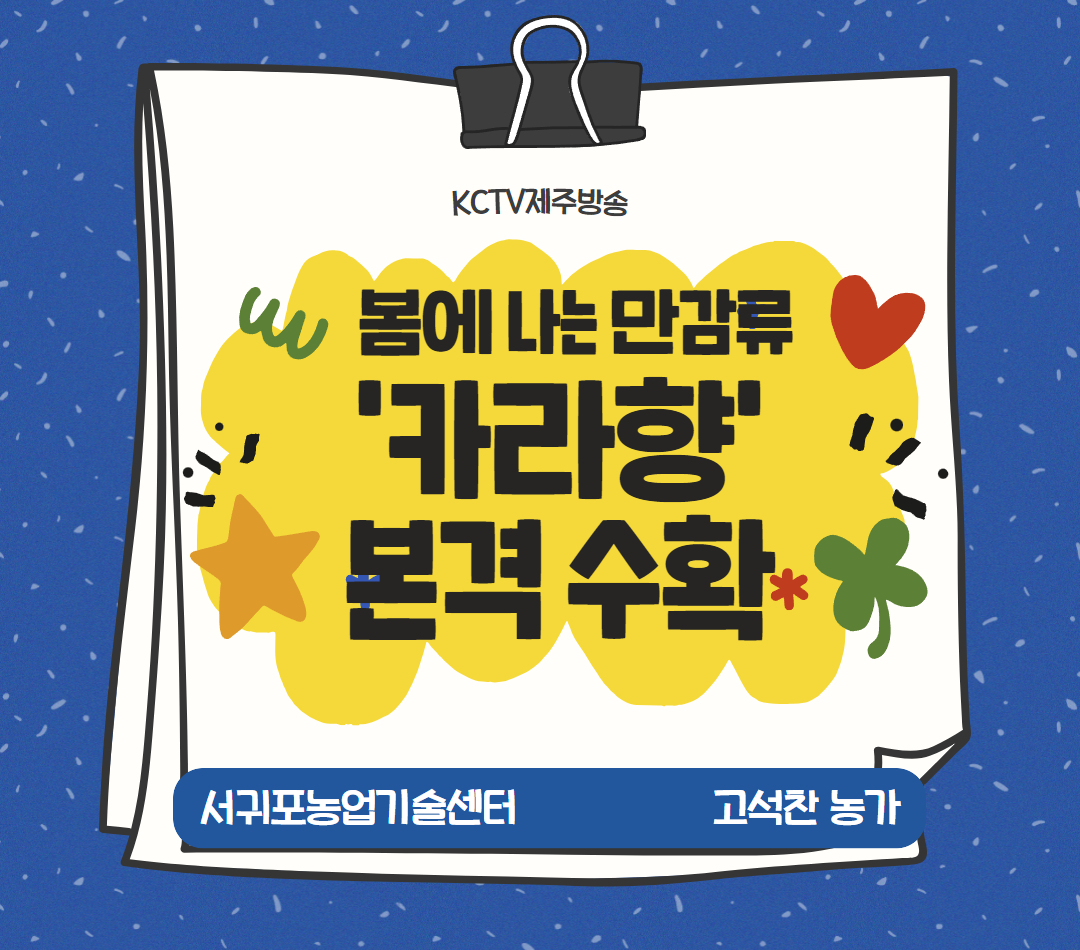 봄에 나는 만감류 '카라향' 본격 수확