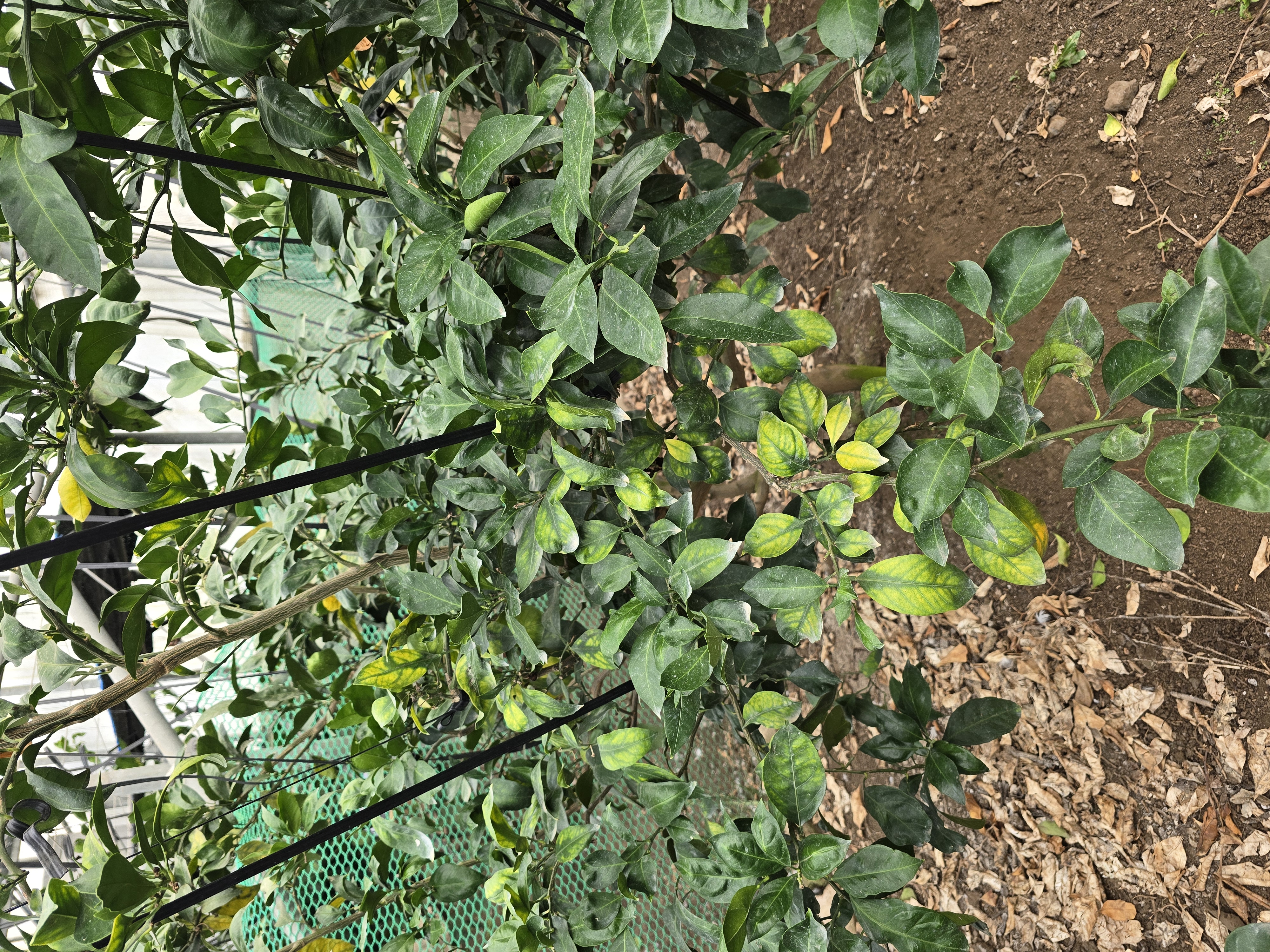 하우스 유라실생 관련 질문입니다