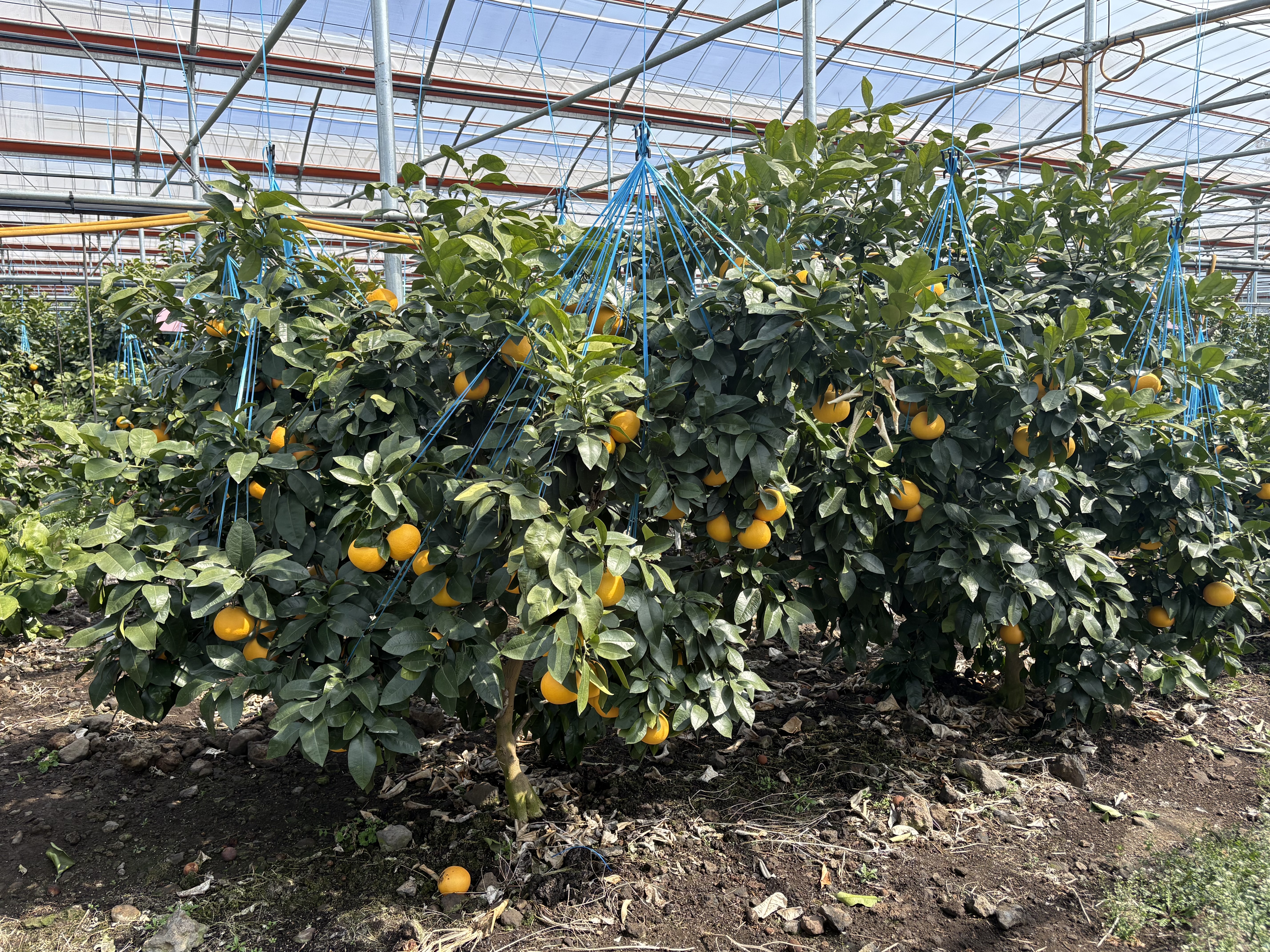 자몽 농약등록기간 단축, 재배농가 숨통 트인다