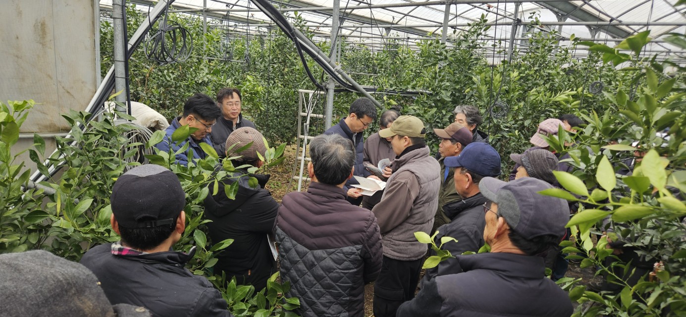 2026년 감귤류 정지.전정 기술교육 추진-5회차