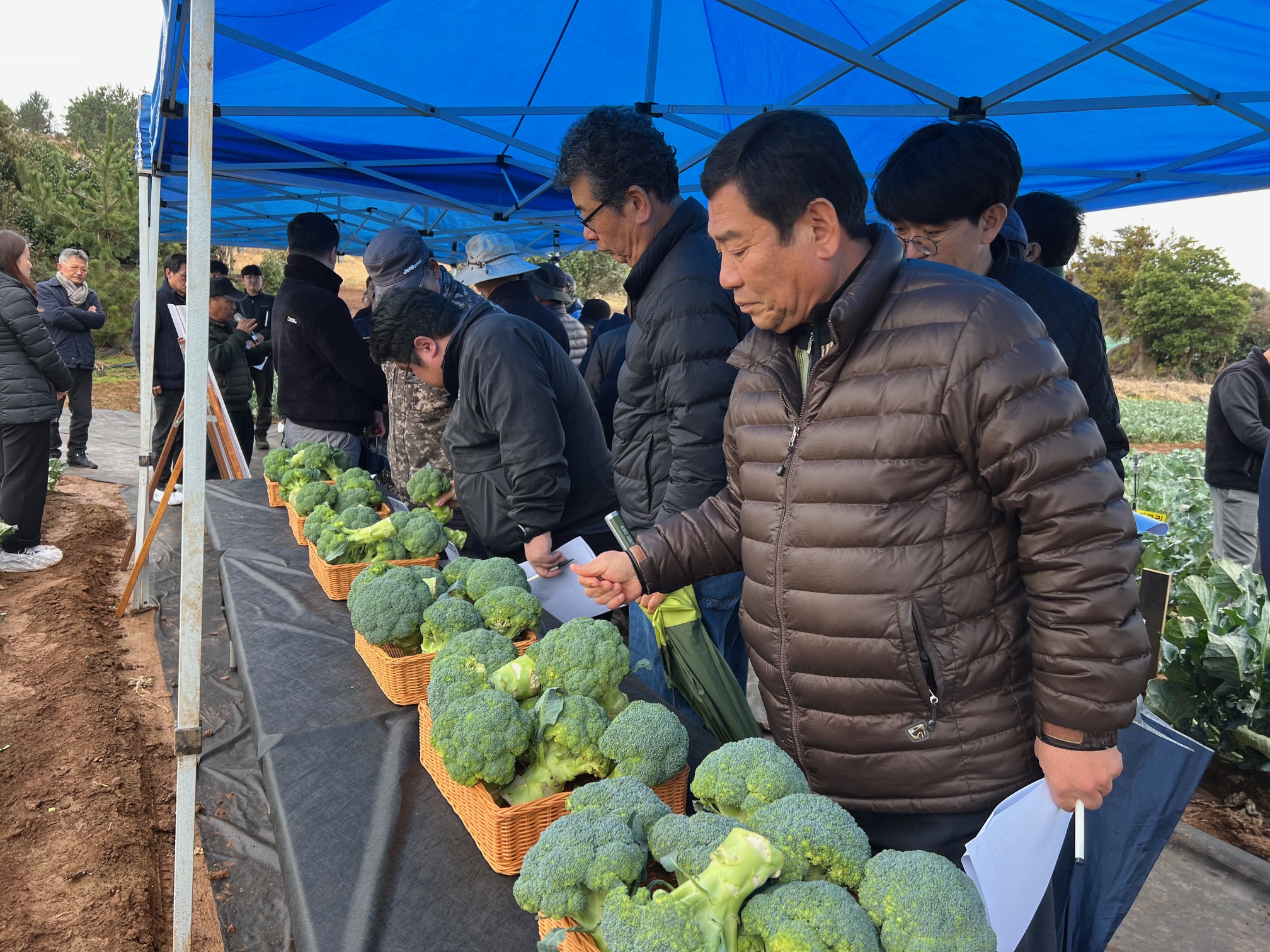 제주 육성 브로콜리 신품종 '삼다그린' 본격 공급 확대