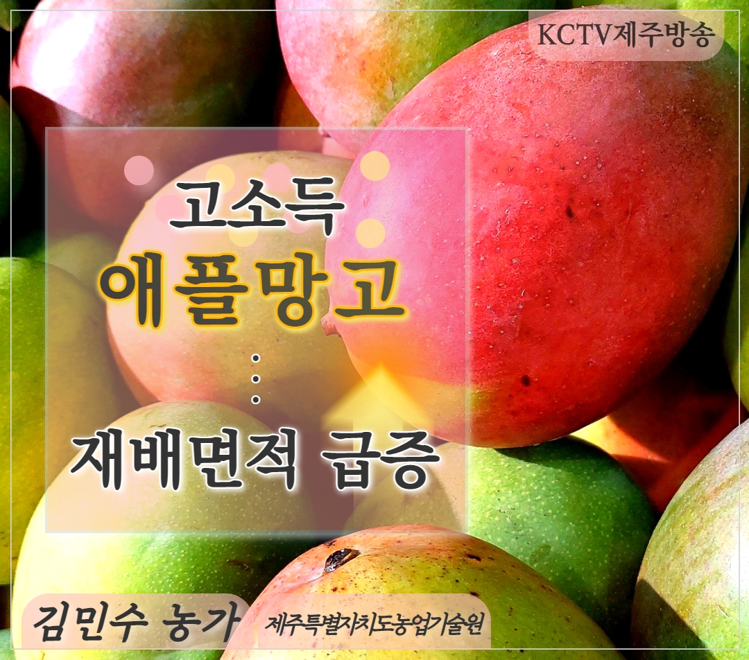 고소득 애플망고…재배면적 급증