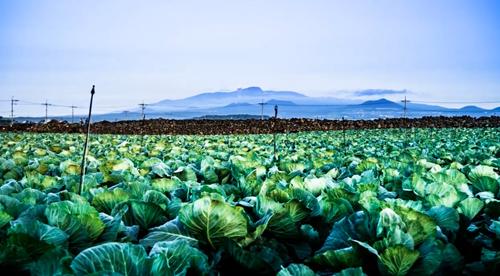 2020년 성과 동영상