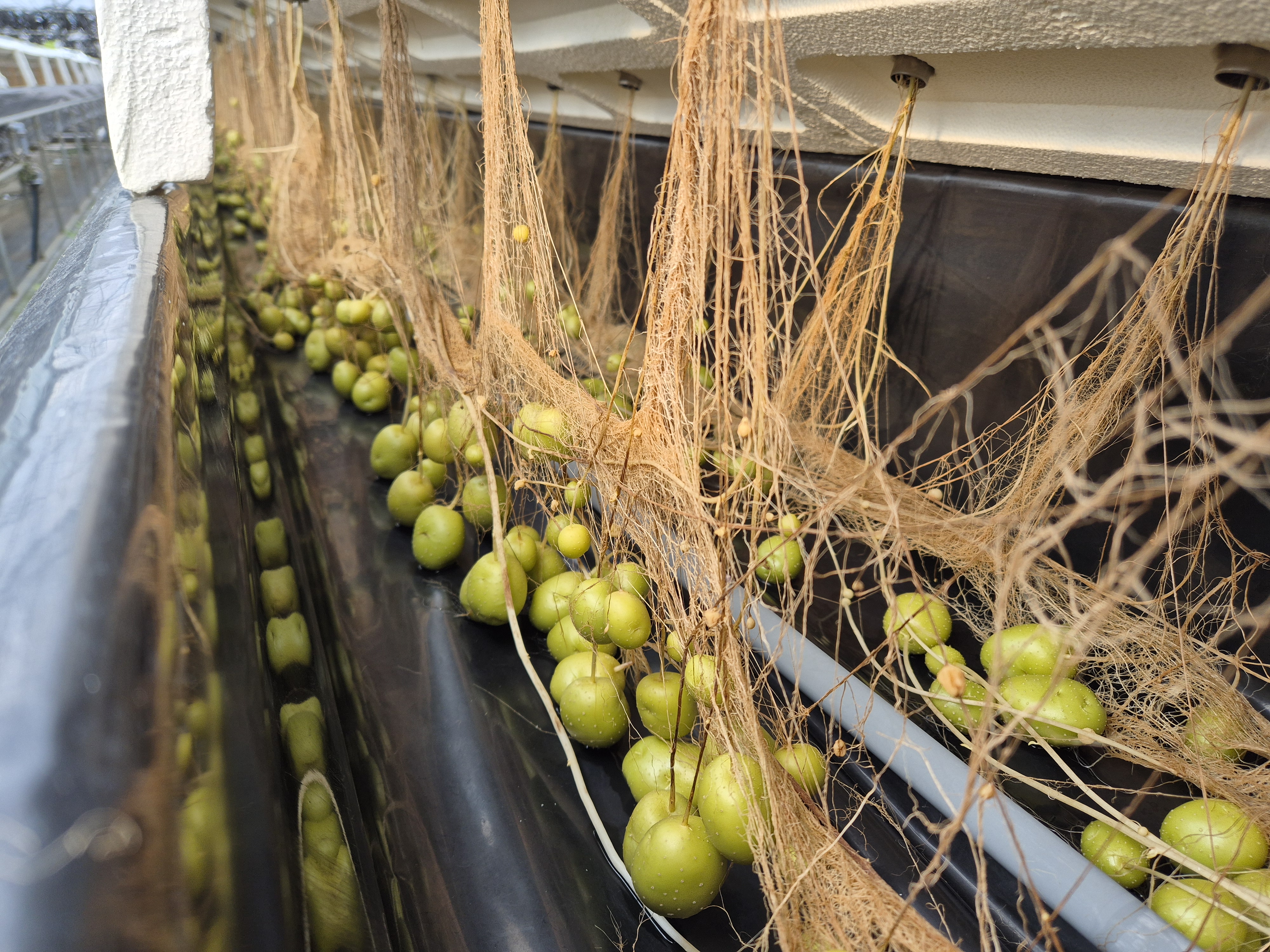농업기술원, 디지털 기반 씨감자 생산 시스템 구축 완료