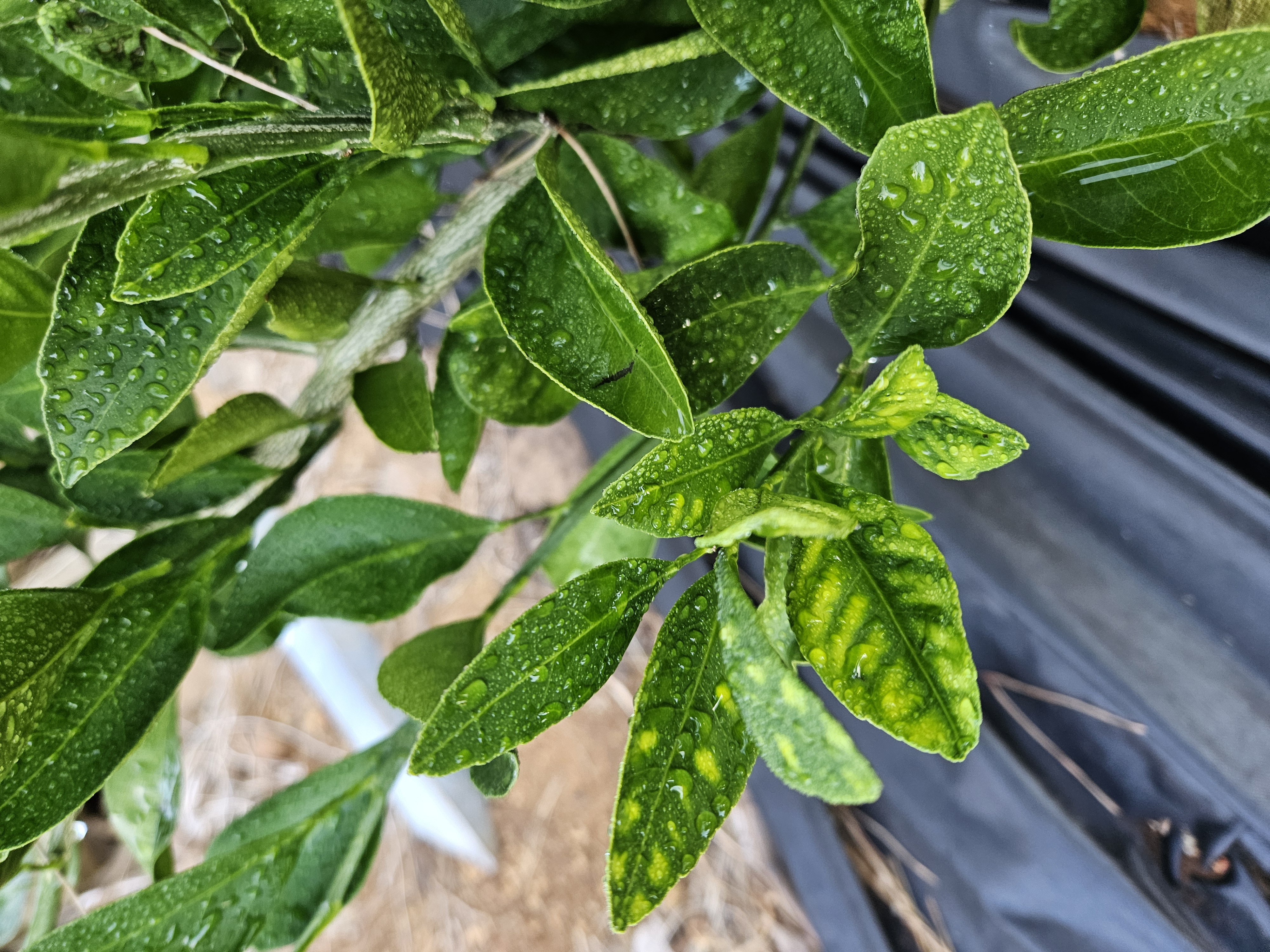 증상문의드립니다.