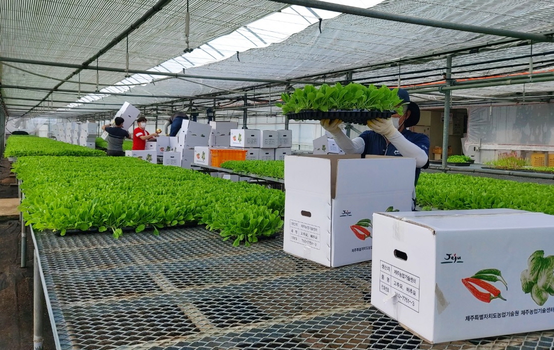 제주농기센터, 추자도에 배추 모종 7만 6,000본 보급