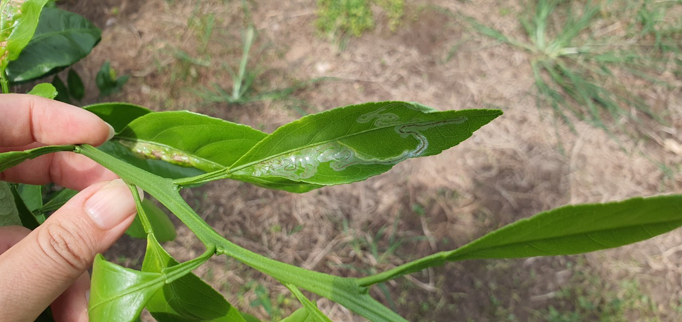 과학적 예측 데이터가 감귤 방제 적기 알려준다