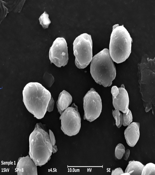 제주 메밀 활용도 높인다…증숙 공정 활용 분말 제조기술 개발