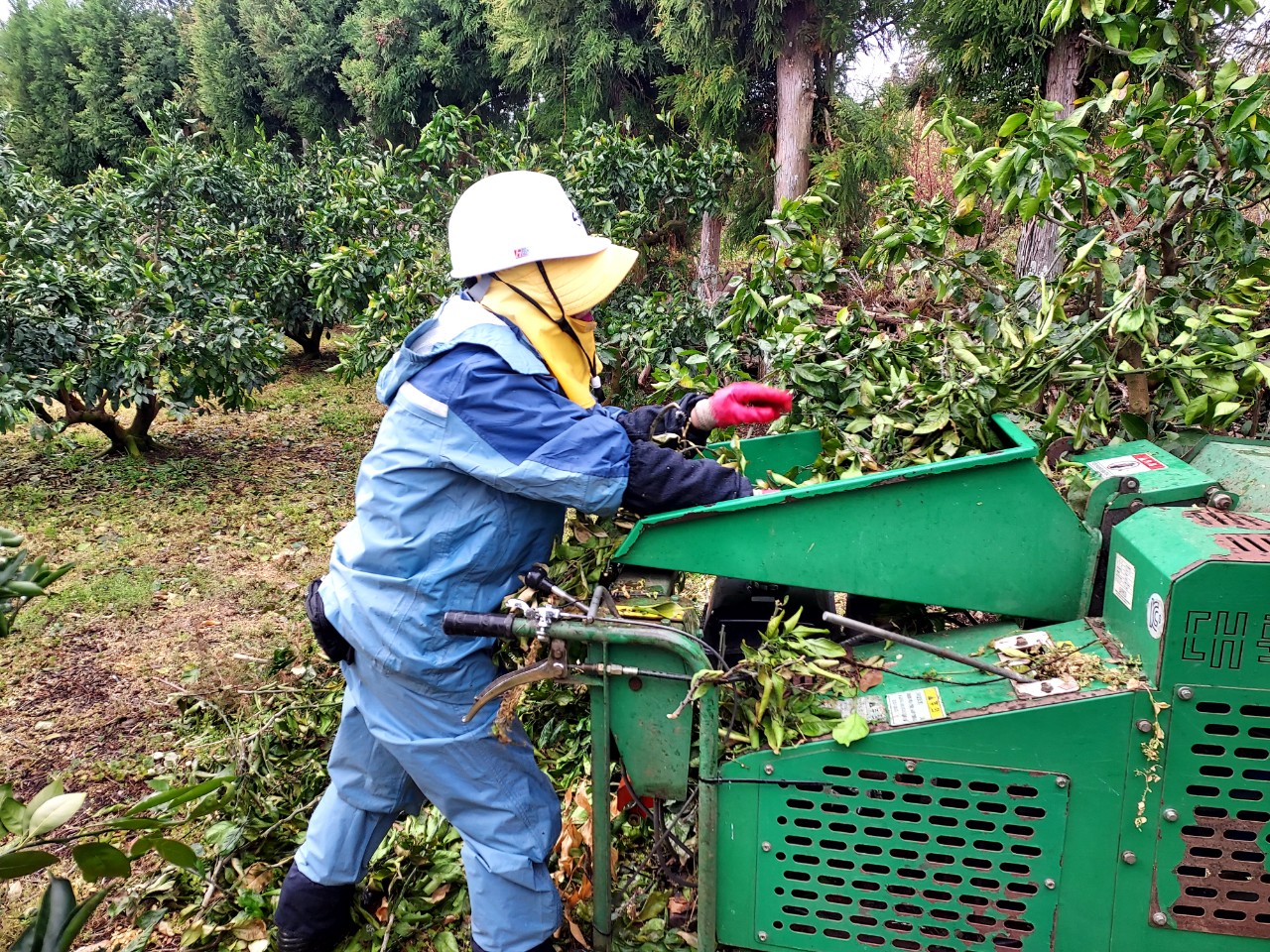 감귤 전정 가지 파쇄 지원…사업 참여 농가 모집