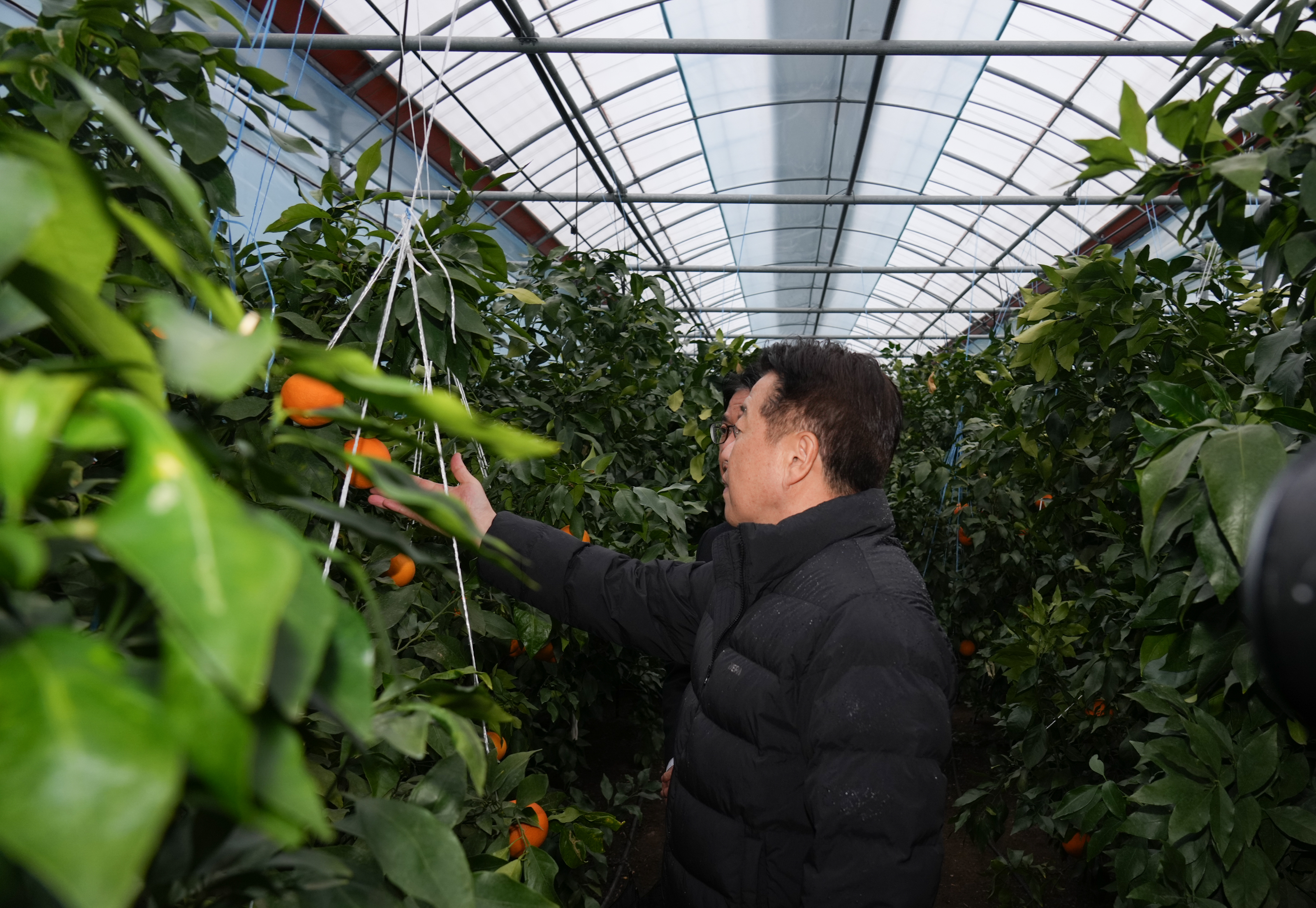  '감귤밭 에너지 혁신' 전국 최초 RE100 제주감귤 출시