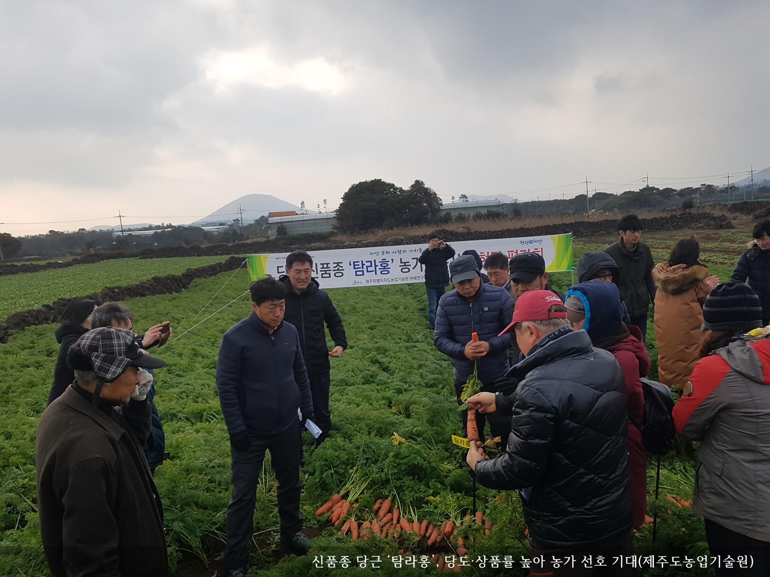 [보도자료] 신품종 당근 ‘탐라홍’, 당도·상품률 높아 농가 선호 기대