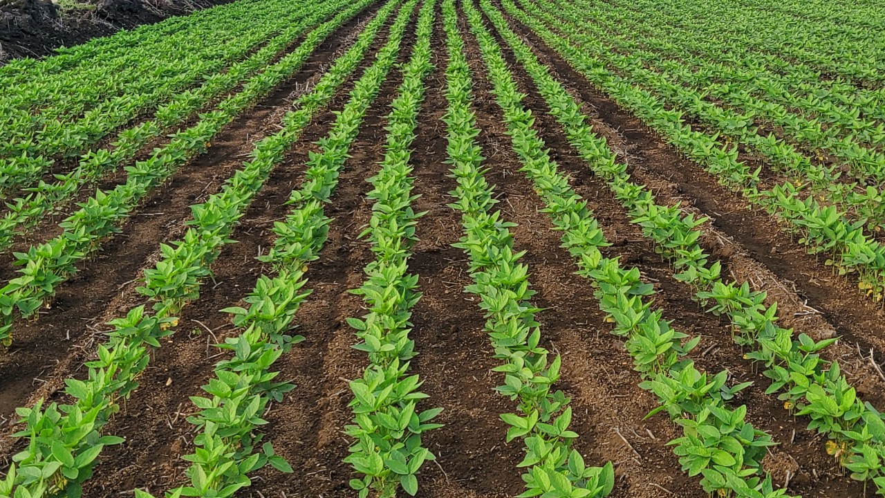 기후변화로 달라진 생육환경, 콩 재배법 개선 강화