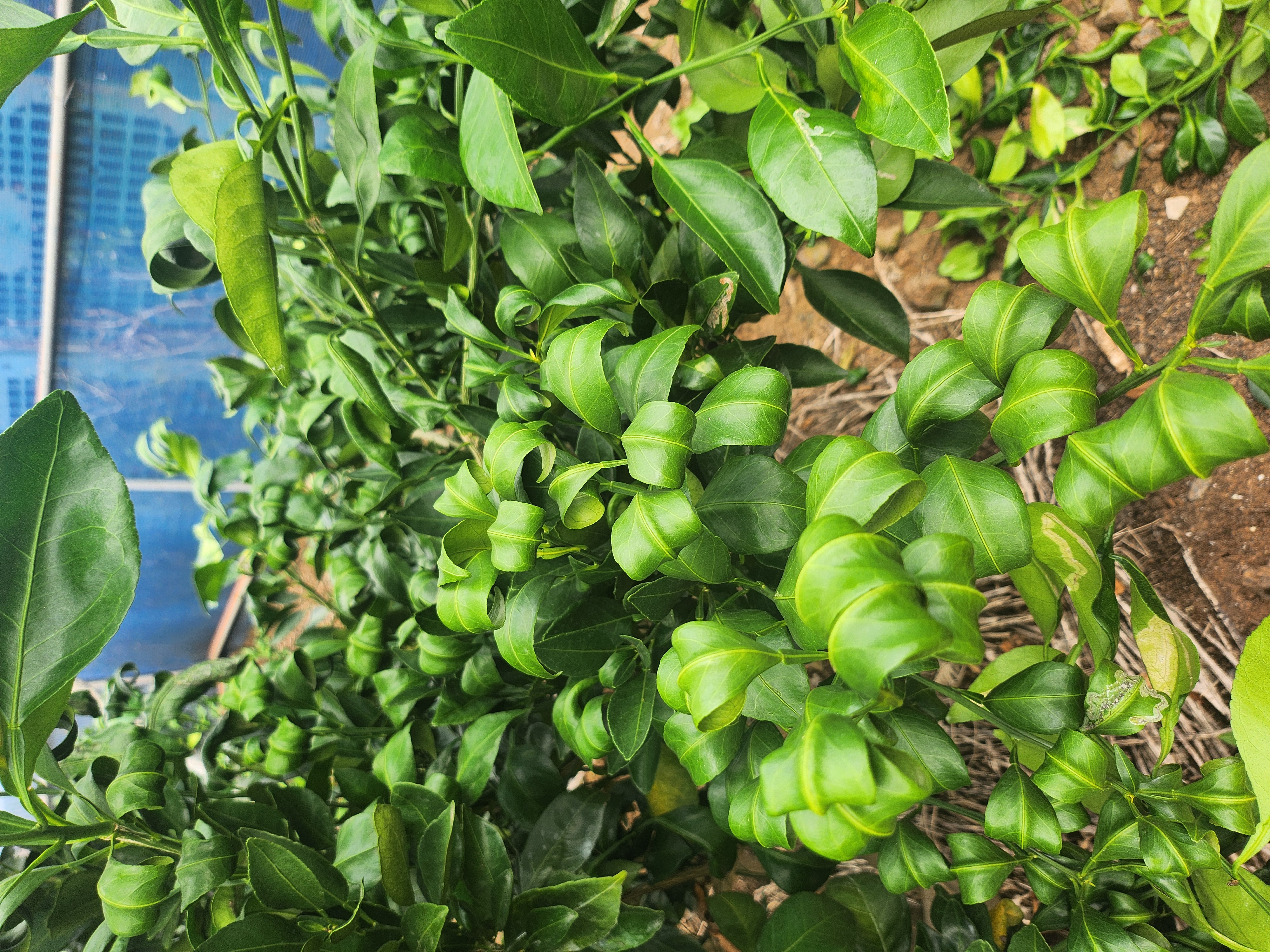 레드향잎말림현상