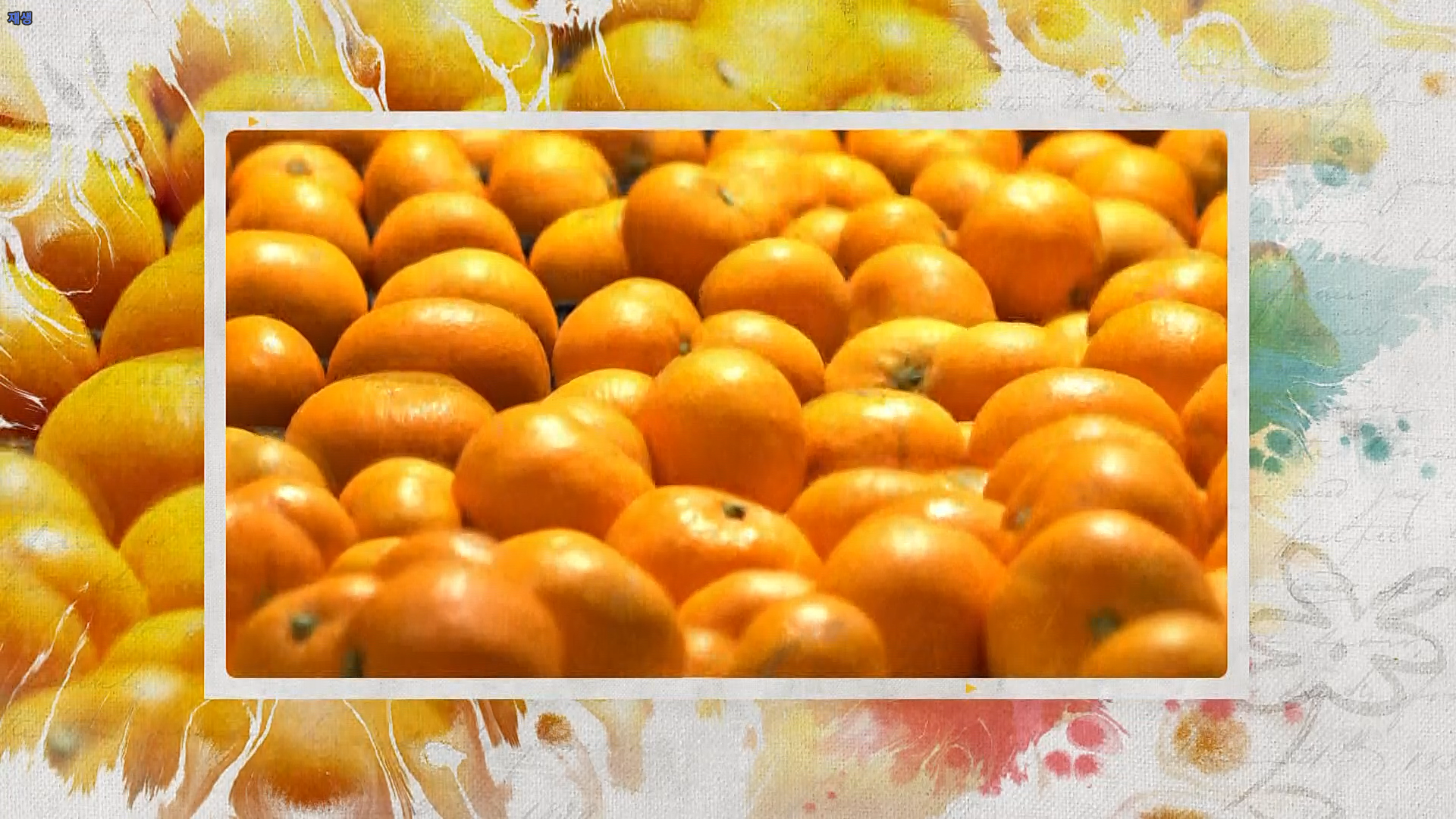 노지감귤 직거래 농가 수확 이후 작업 우수 사례