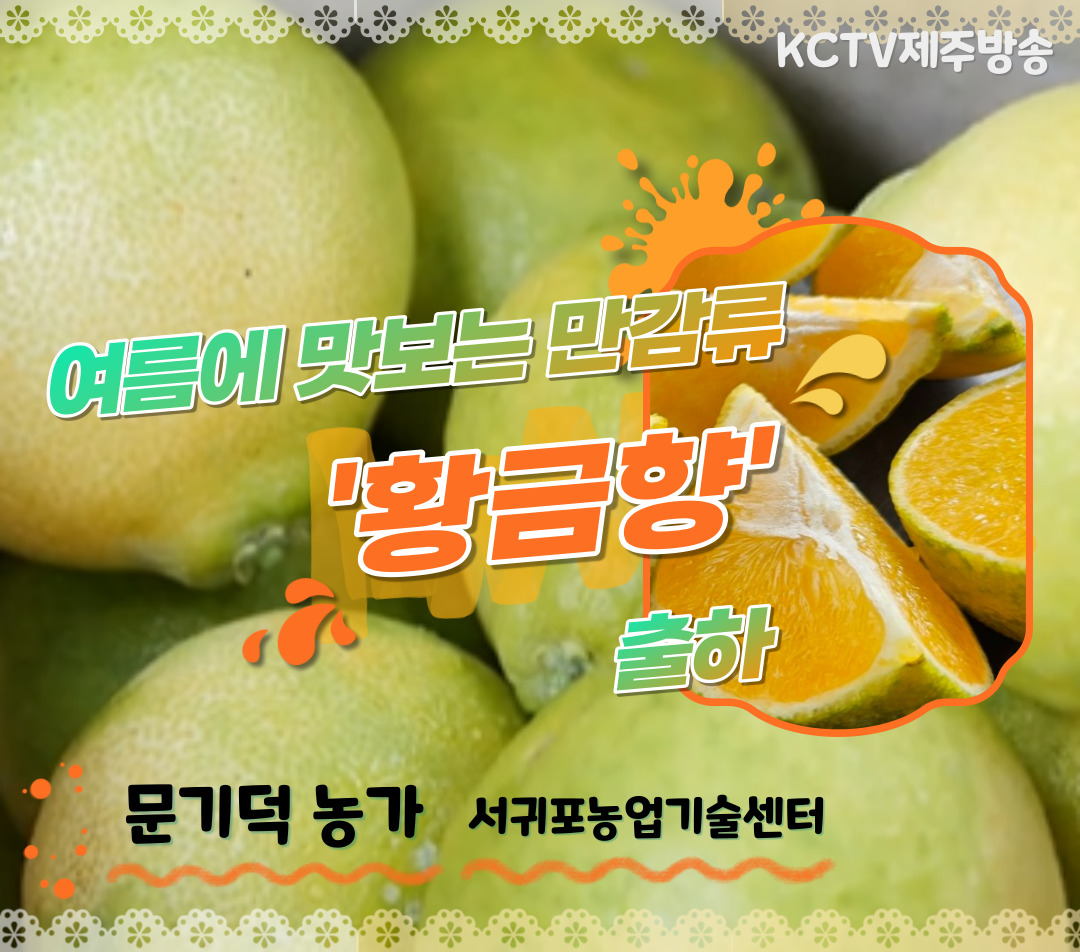 여름에 맛보는 만감류 '황금향' 출하