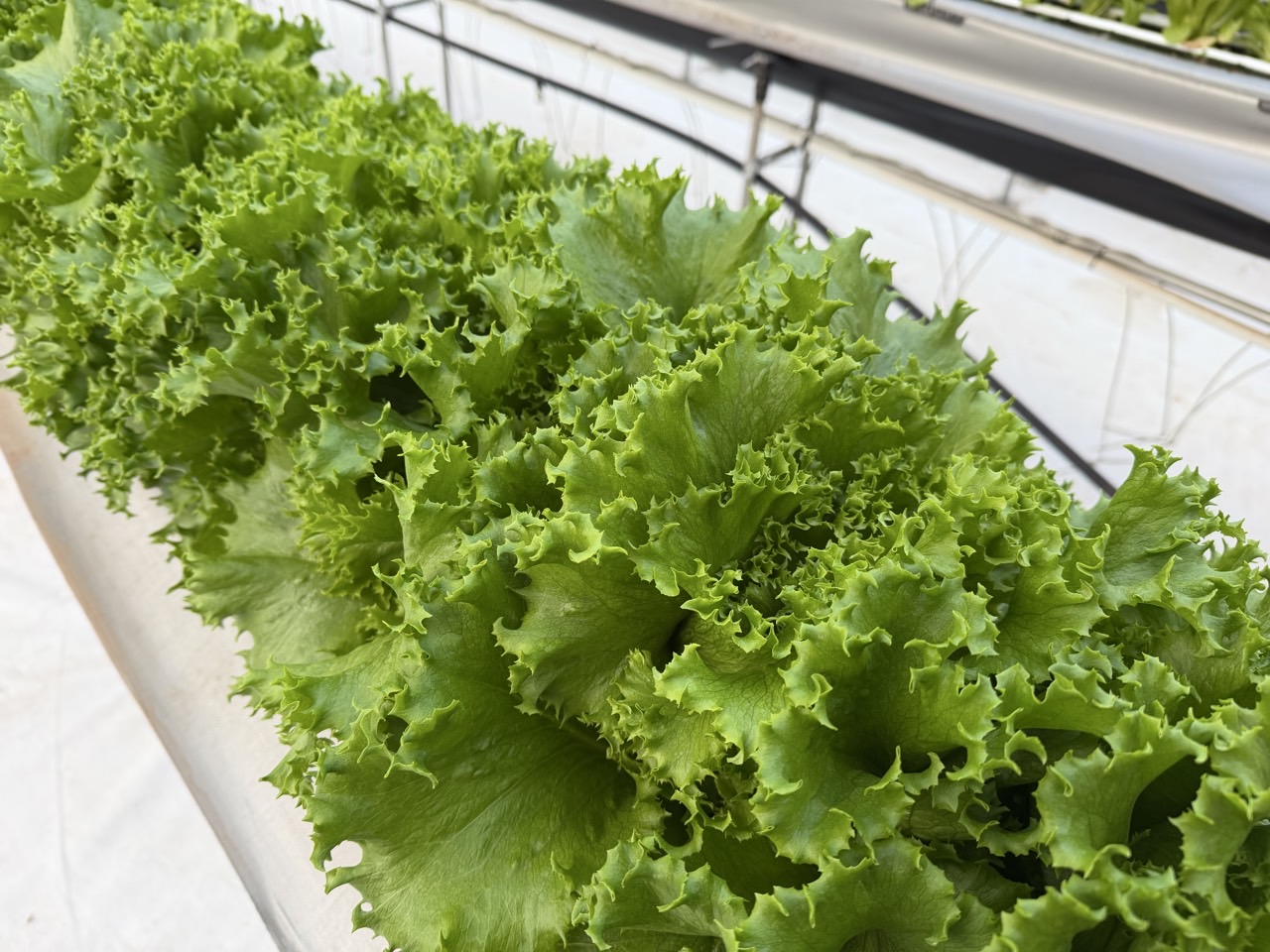 유럽상추, 새로운 쌈채소로 주목