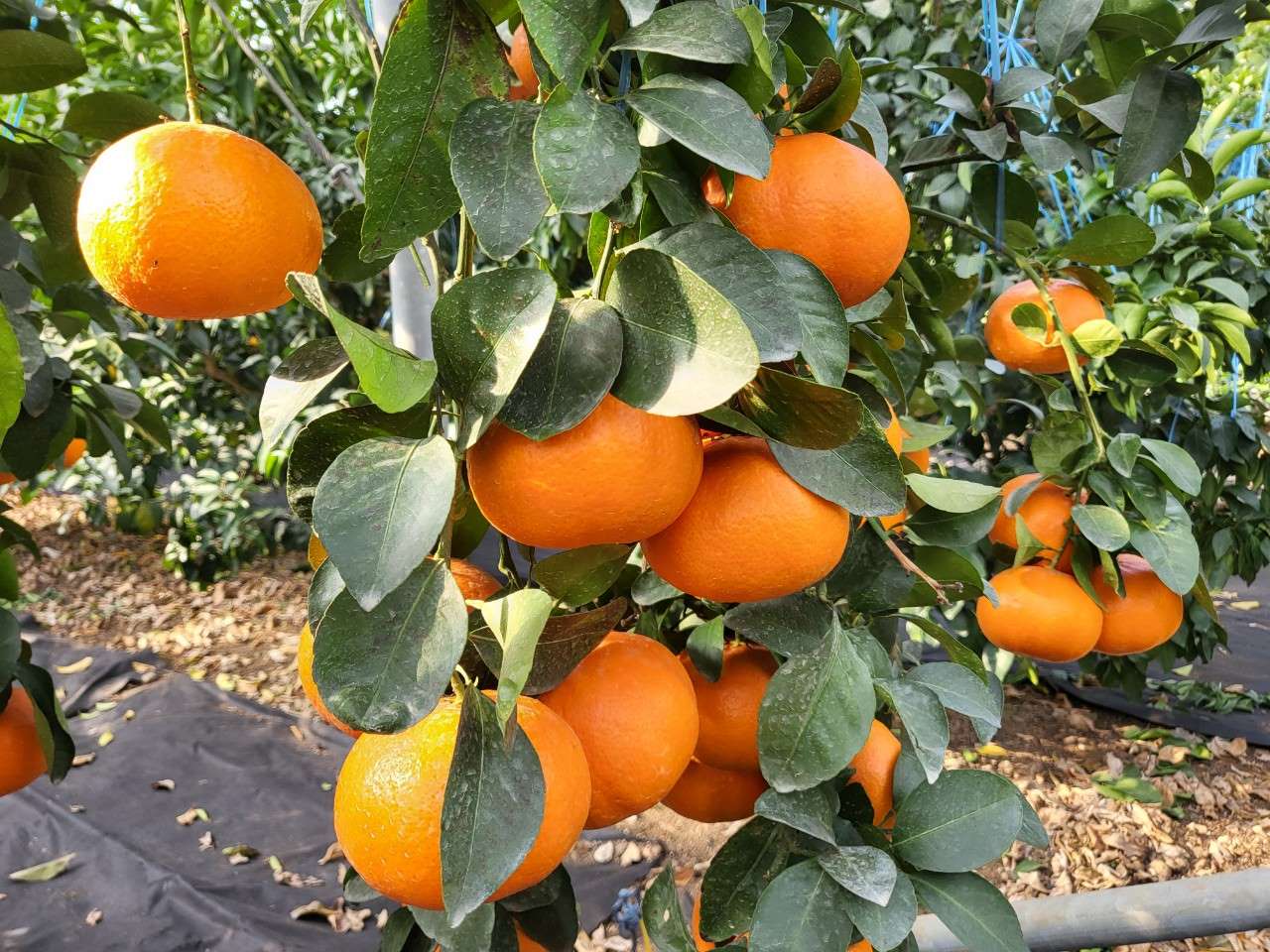 260219_수시_농업기술원_레드스타 착과.jpg