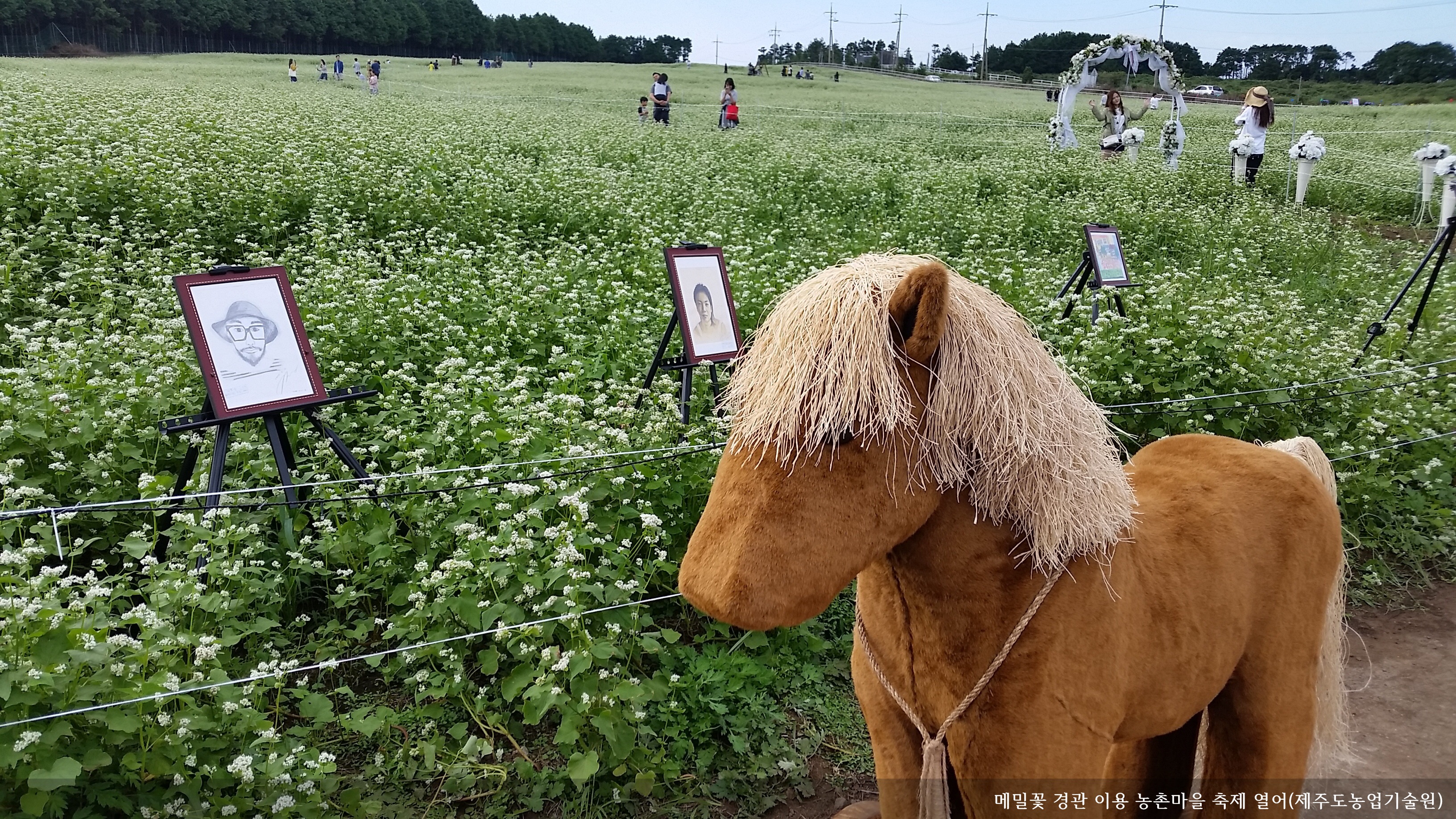 [보도자료] 메밀꽃 경관 이용 농촌마을 축제 열어...