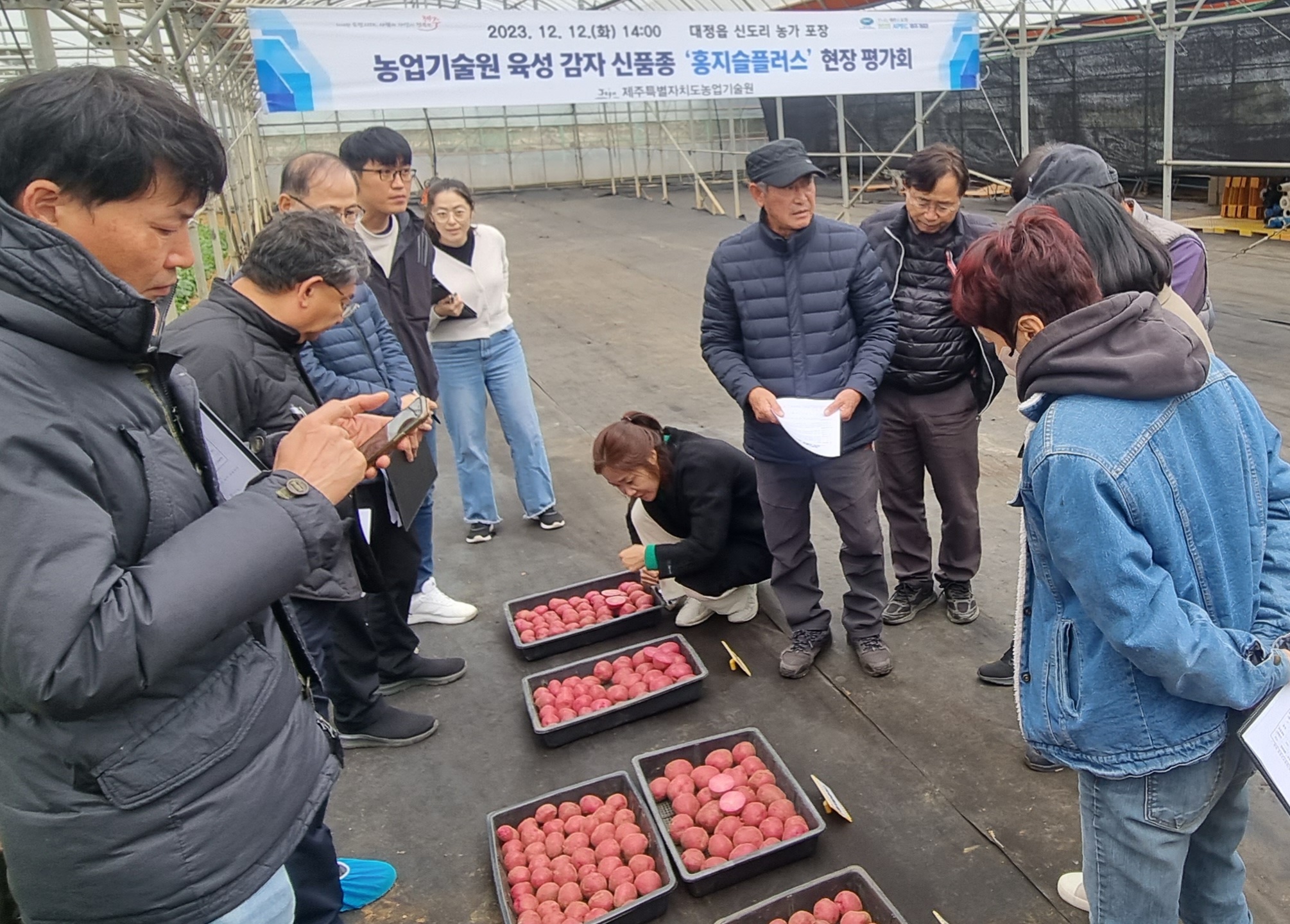 감자 신품종 ‘홍지슬플러스’ 현장 평가회 개최