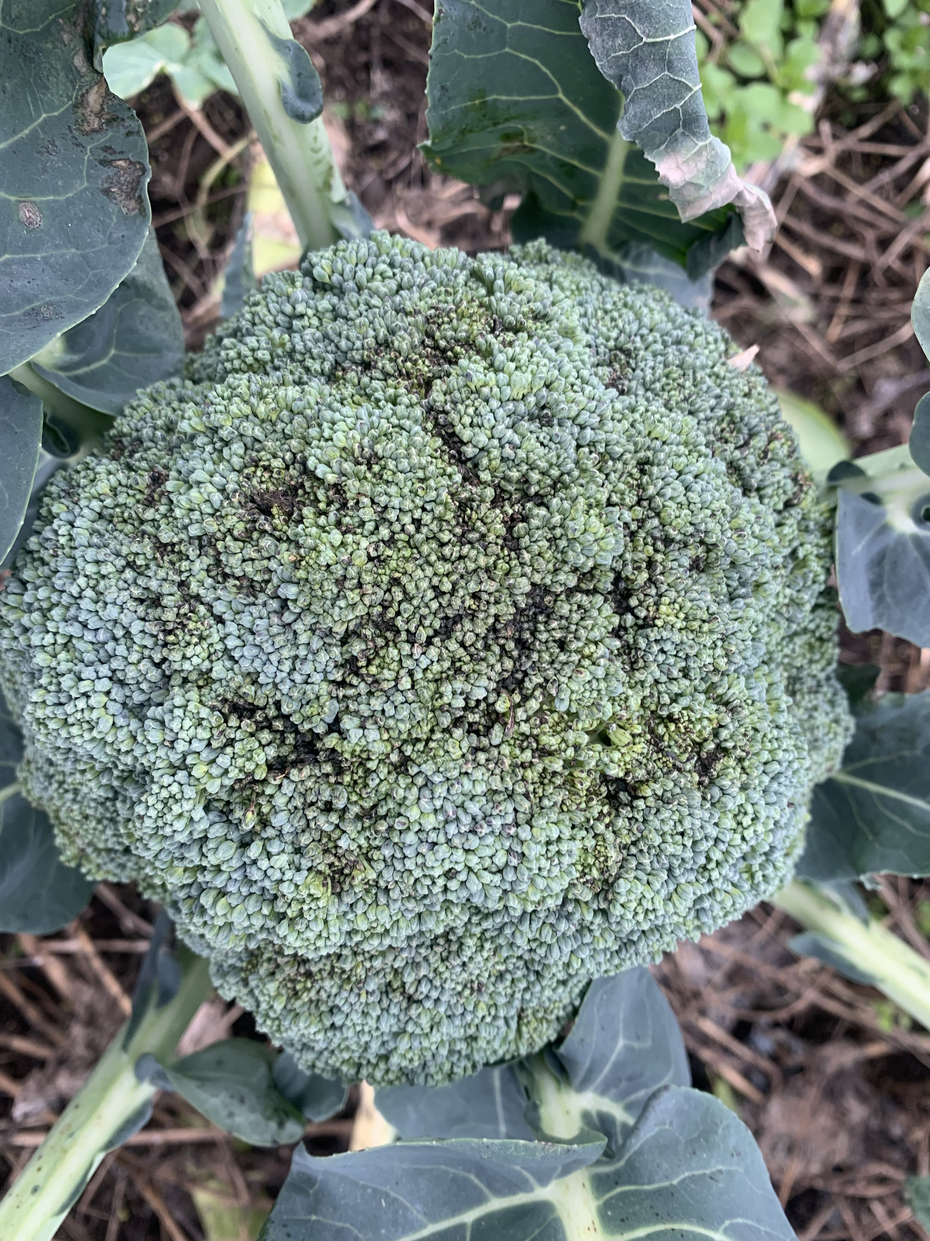 제주 주요 밭작물 무인항공방제 적용 품목 늘린다