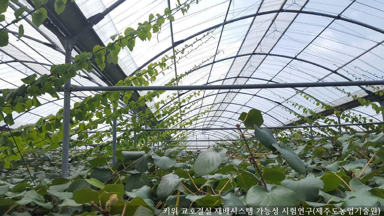 [보도자료] 키위 교호결실 재배시스템 가능성 시험연구