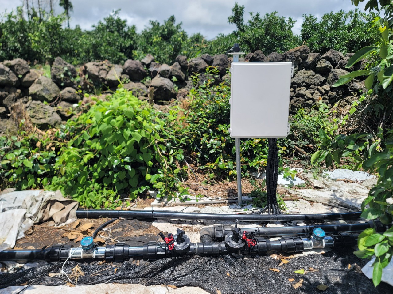 노지 감귤원, 스마트 자동관수 기술 개발로 품질 높인다