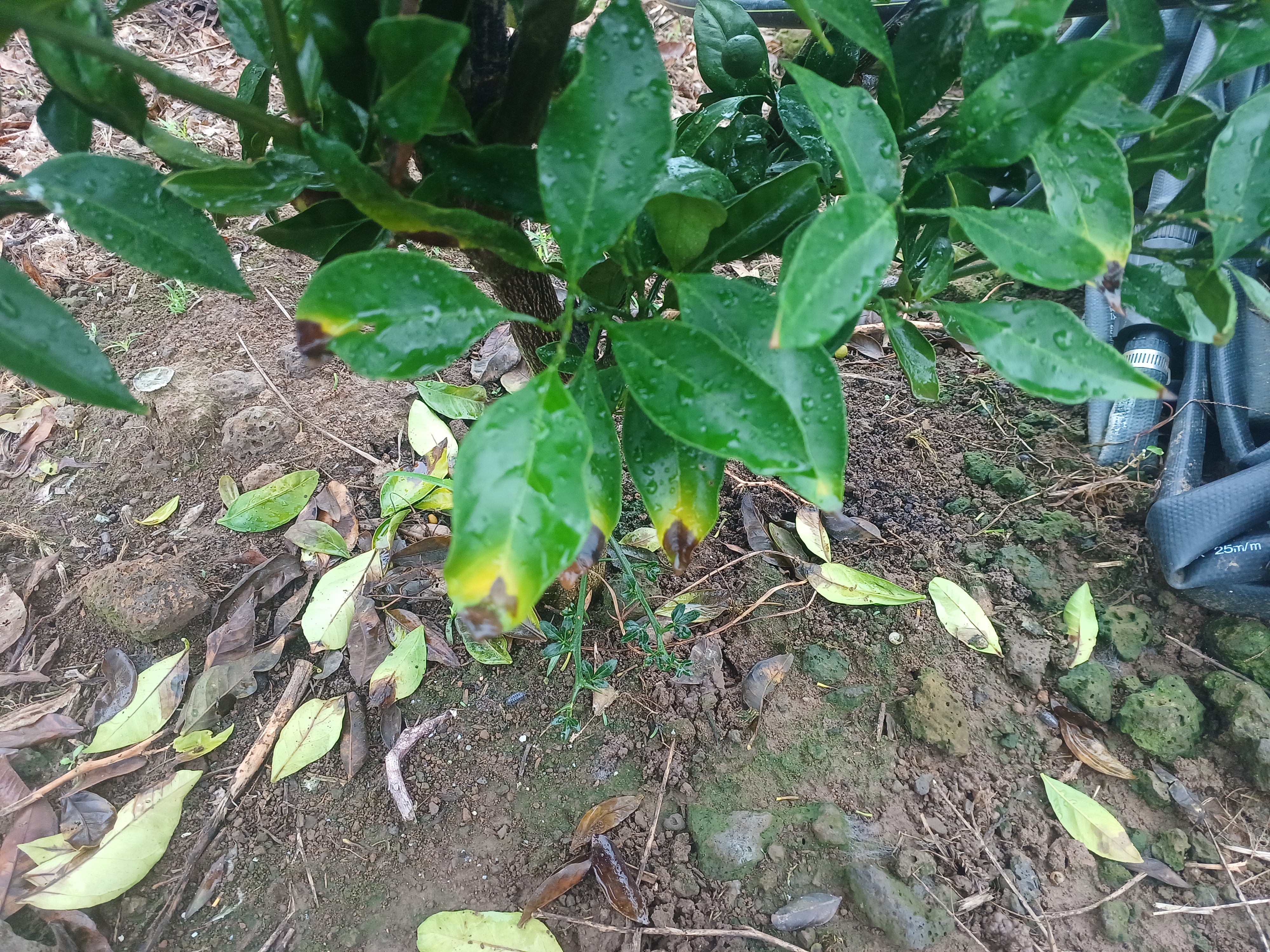 감귤 잎
