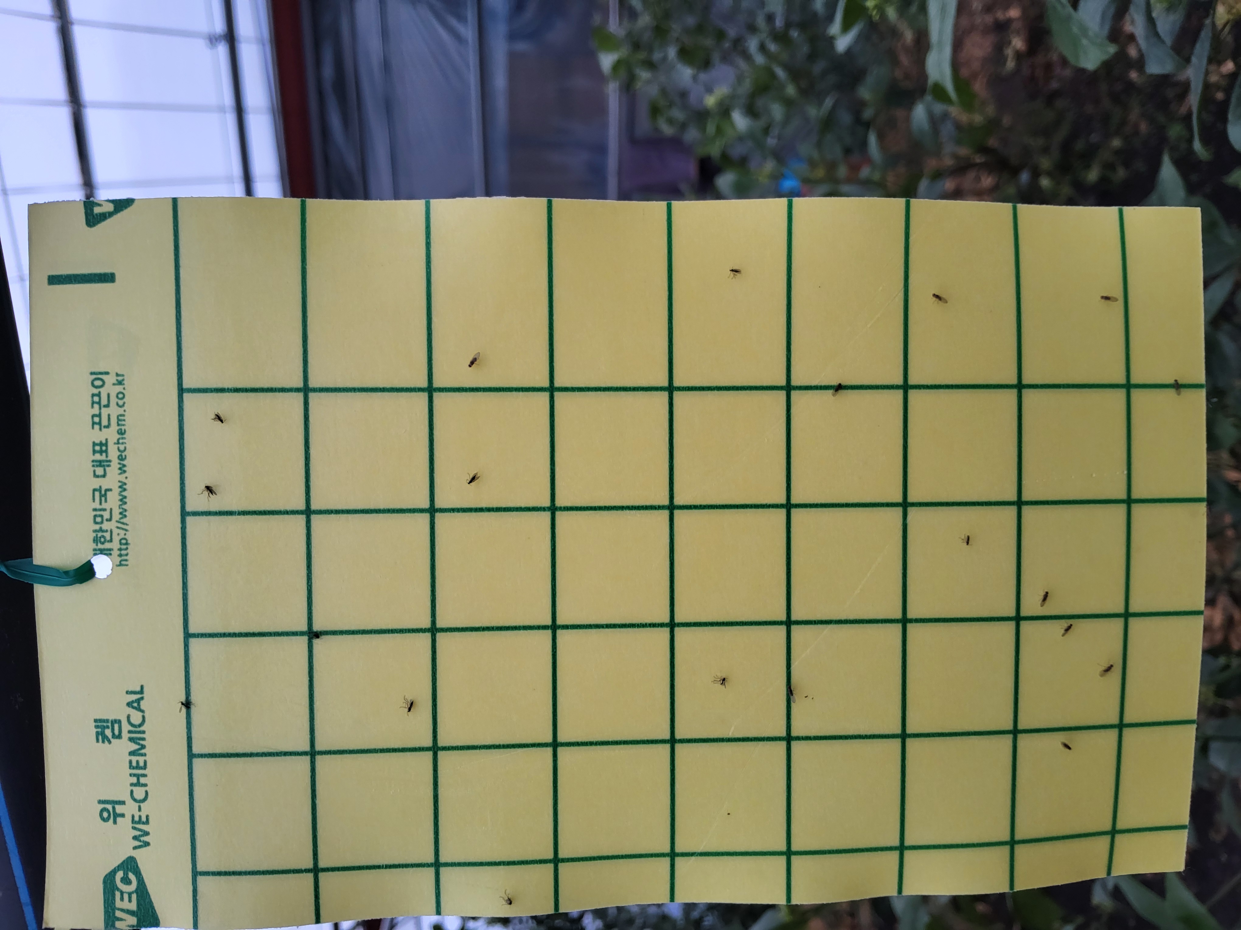 레드향 하우스 파리류