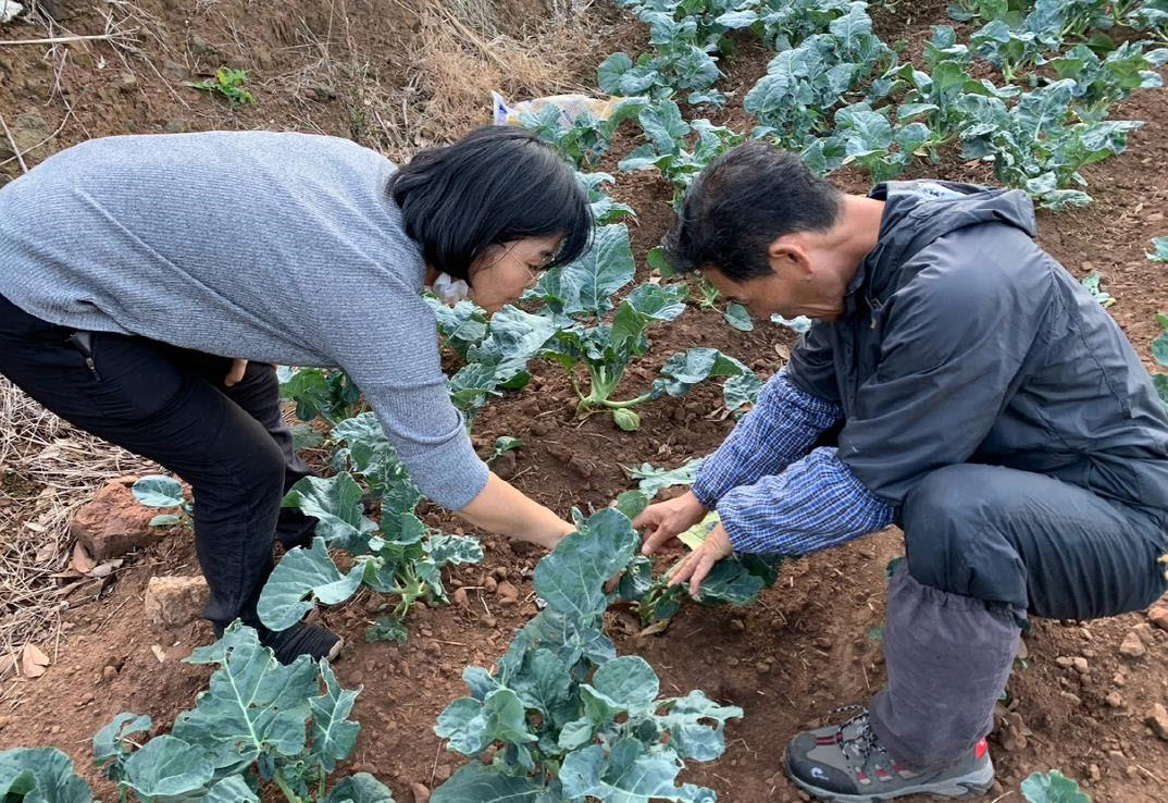 우리도 육성 브로콜리 신품종 '삼다그린' 홍보 및 교육 추진