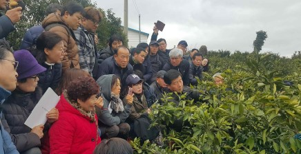 2019 노지감귤 정지전정 교육